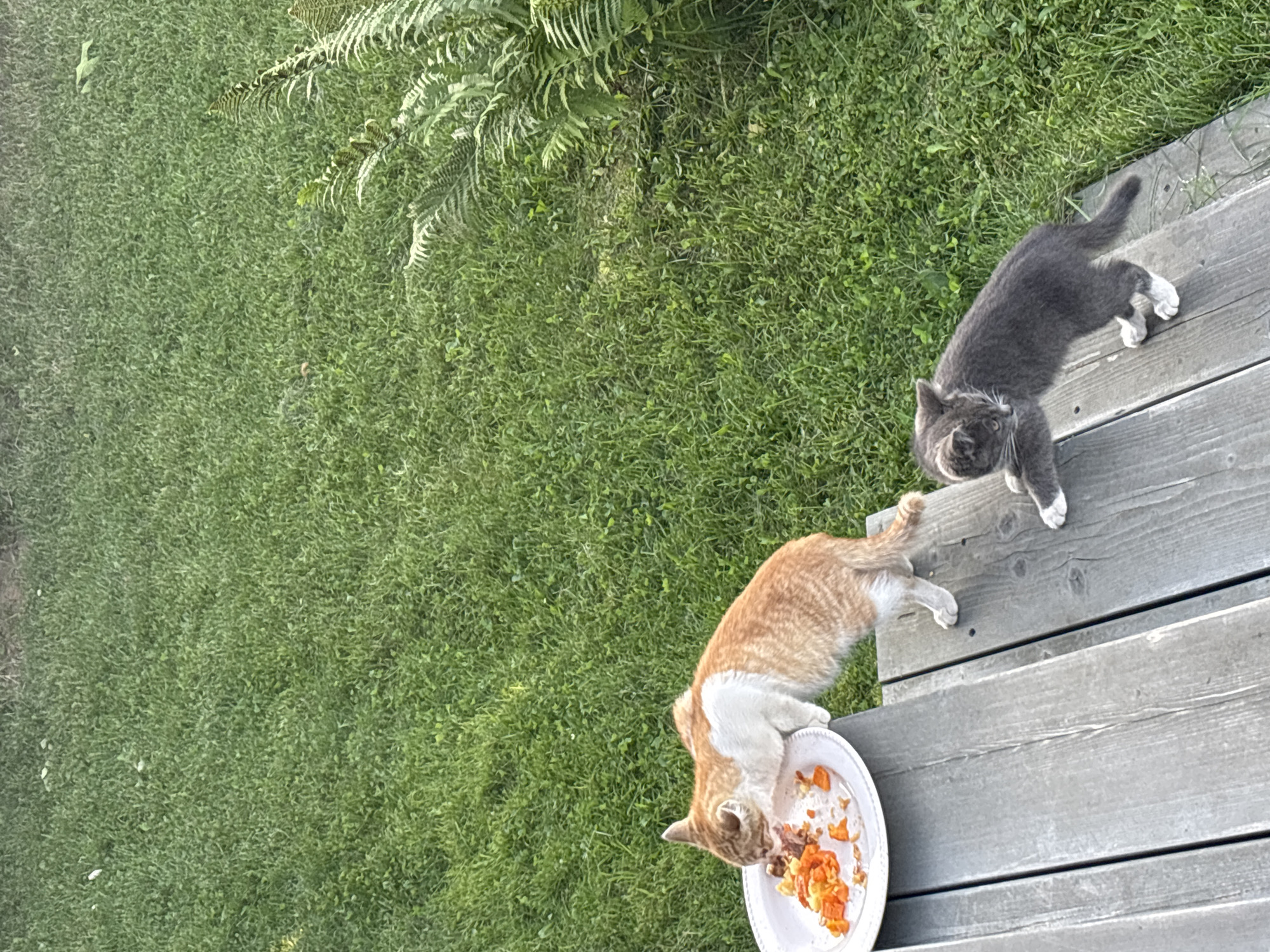 Two cats are on a wooden deck, with grass and ferns in the background. One cat, an orange and white tabby, is eating from a white plate containing orange pieces of food. The other cat, a gray tabby with white paws, is standing and looking at the plate. The scene is outdoors, with dappled sunlight suggesting it is daytime. The specific location in Zvenigorod, Russia, cannot be determined from the image alone.