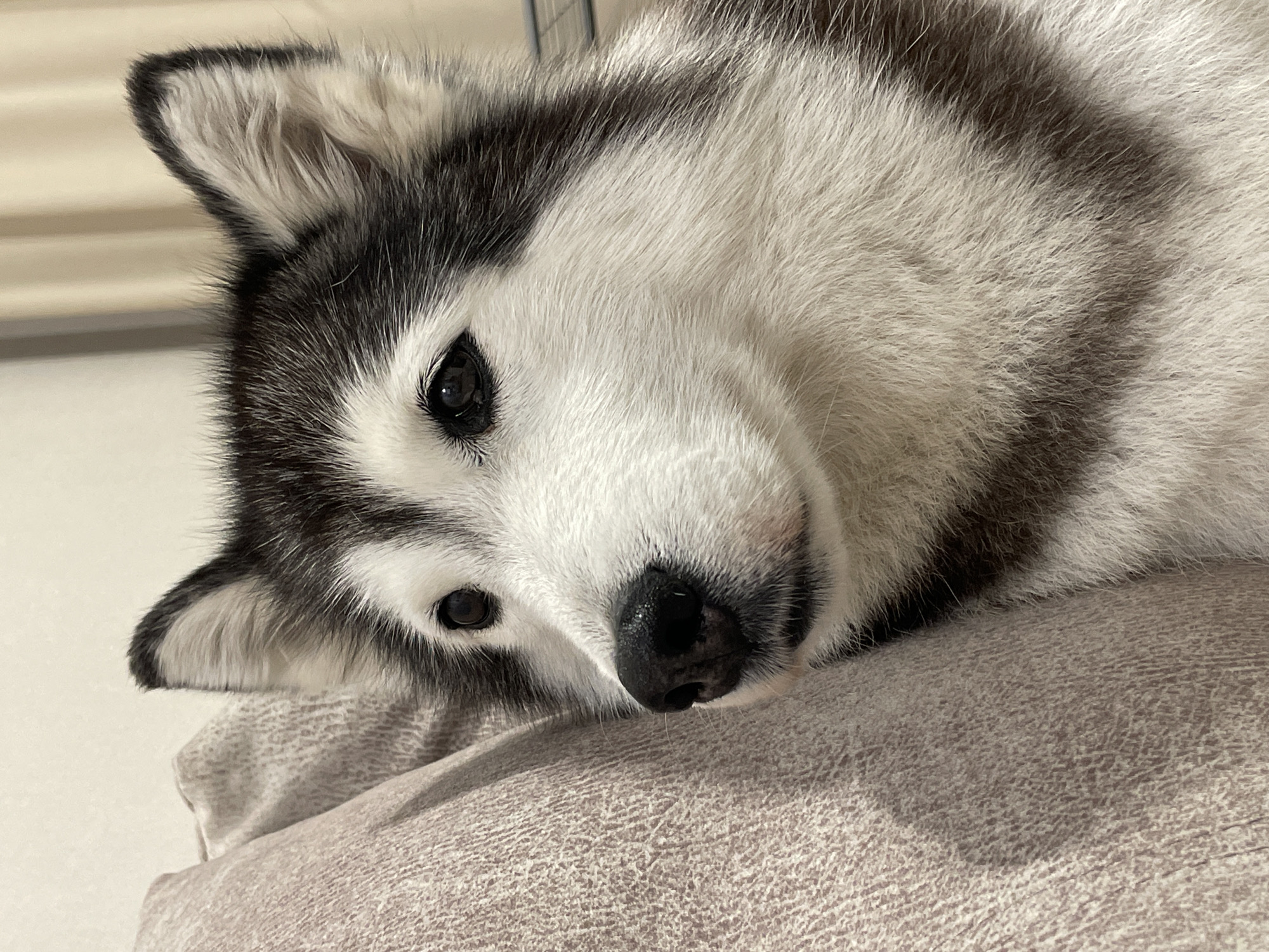 A close-up shot features a husky dog resting its head on a textured, neutral-colored surface, likely a cushion or piece of furniture. The dog has black and white fur, with distinct markings around its eyes and ears. Its eyes are dark, and its nose is black and slightly wet. The lighting appears to be indoor, casting soft shadows on the dog's face and the cushion. No people are visible. There is no evidence to indicate a location in the city of Pervomaysky, Russia.