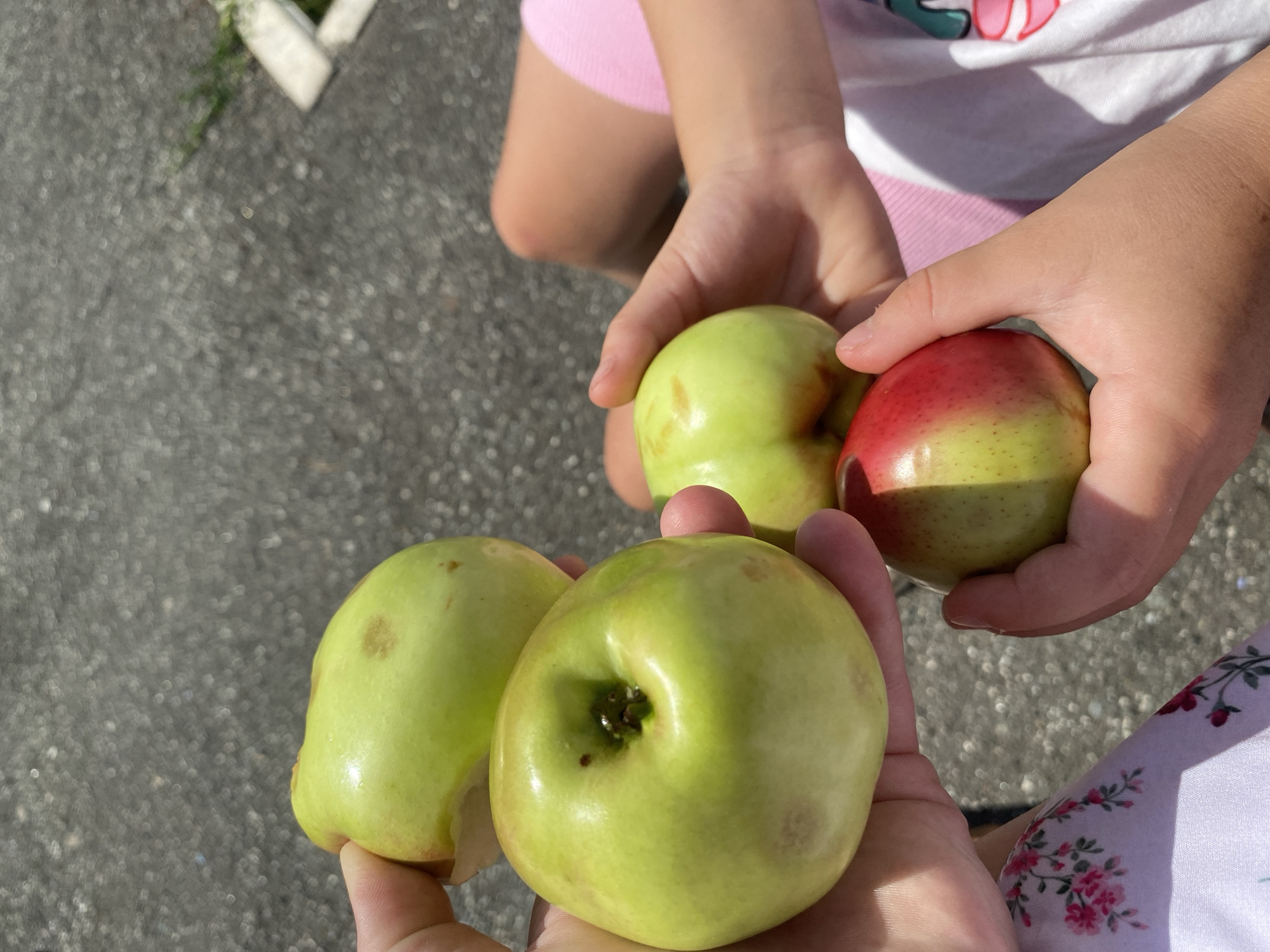 Four apples are held in the hands of at least two children. Two apples are green and two are partially red and green. The apples are being held outdoors on a paved surface that appears to be a road or sidewalk. The lighting suggests it is daytime. The image does not contain any information about Votkinsk, Russia.