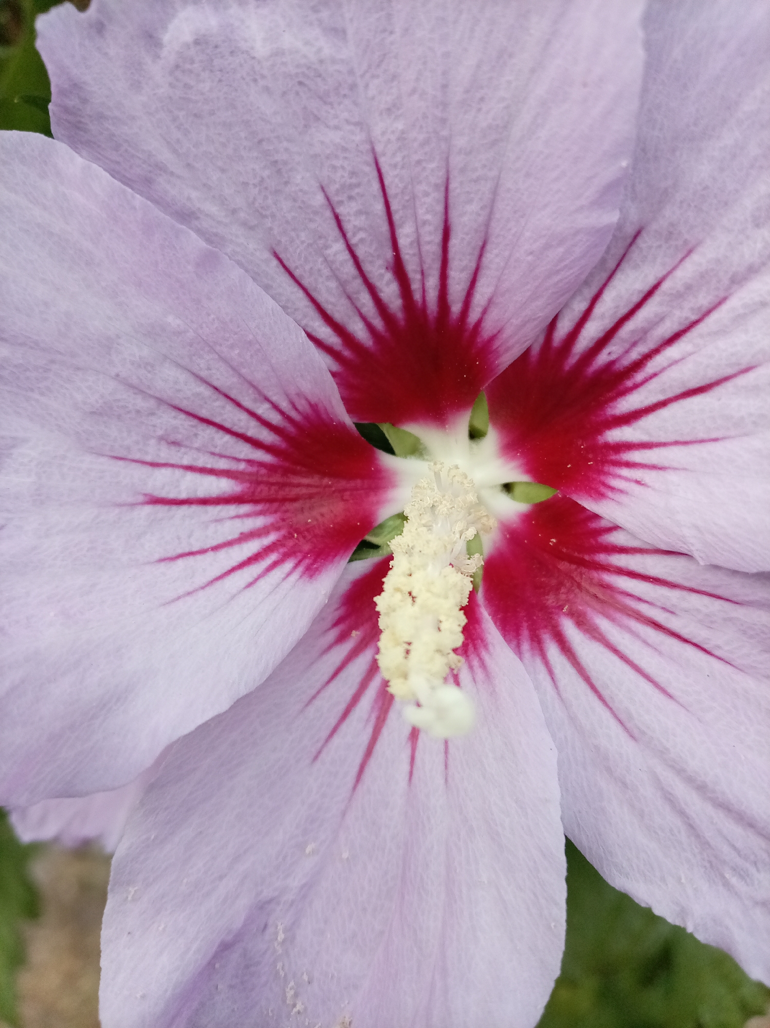 This is a macro photograph of the center of a light purple hibiscus flower. The flower has dark pink or crimson veining radiating from the center. The pistil, a light yellow, fuzzy structure, is prominent in the center of the image. The background consists of blurred green foliage and hints of brown earth. The image does not contain any people or indicate a specific location within Yessentuki, Russia.