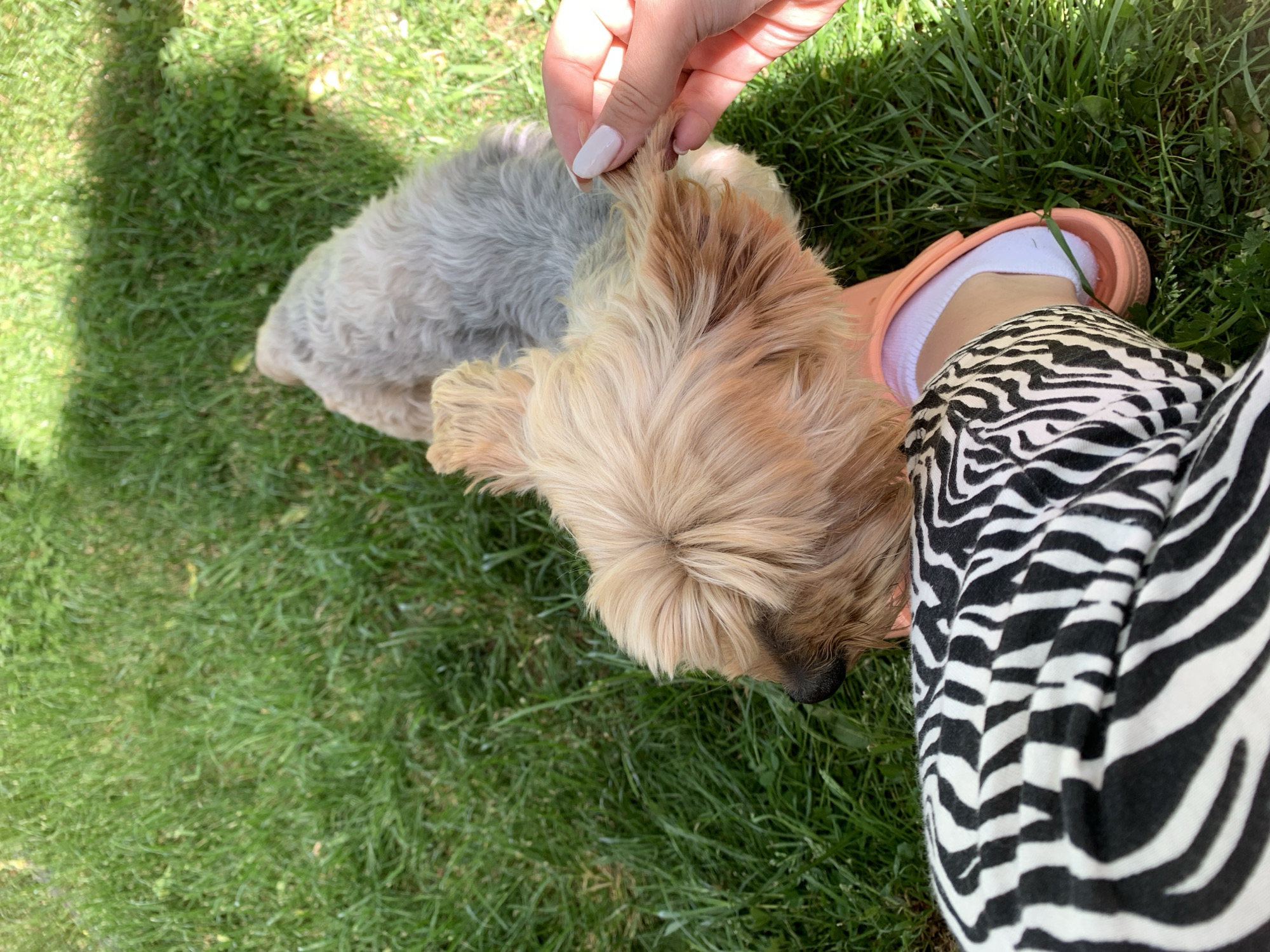 A close-up, angled shot taken outdoors depicts a small dog lying on green grass. The dog is predominantly tan-colored with some gray fur on its back. A person's hand with manicured nails is gently touching one of the dog's ears. The person is wearing a pair of slides (peach color) and a pair of zebra print pants. The location is unspecified but might be Slokoshtitsa, Bulgaria.