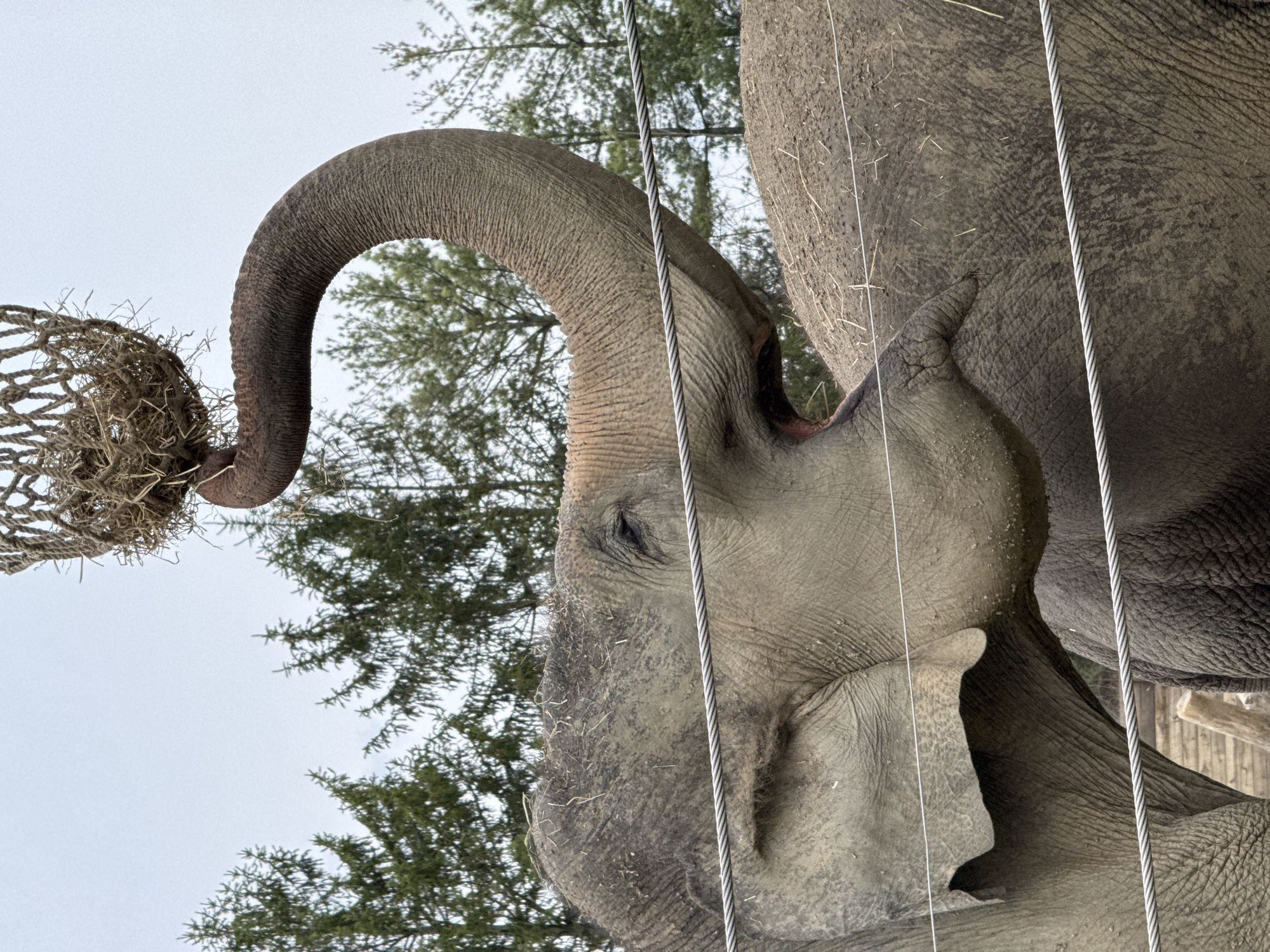 The image shows an elephant in an enclosure. Its trunk is extended, reaching for a woven net filled with hay or straw. The elephant is close to the camera, with its eye visible and partially obstructed by a cable. Its skin appears rough and textured, with some dirt or mud. Behind the elephant, trees are visible, and cables are part of the enclosure. The image was taken in the city of Powell, in the United States of America.