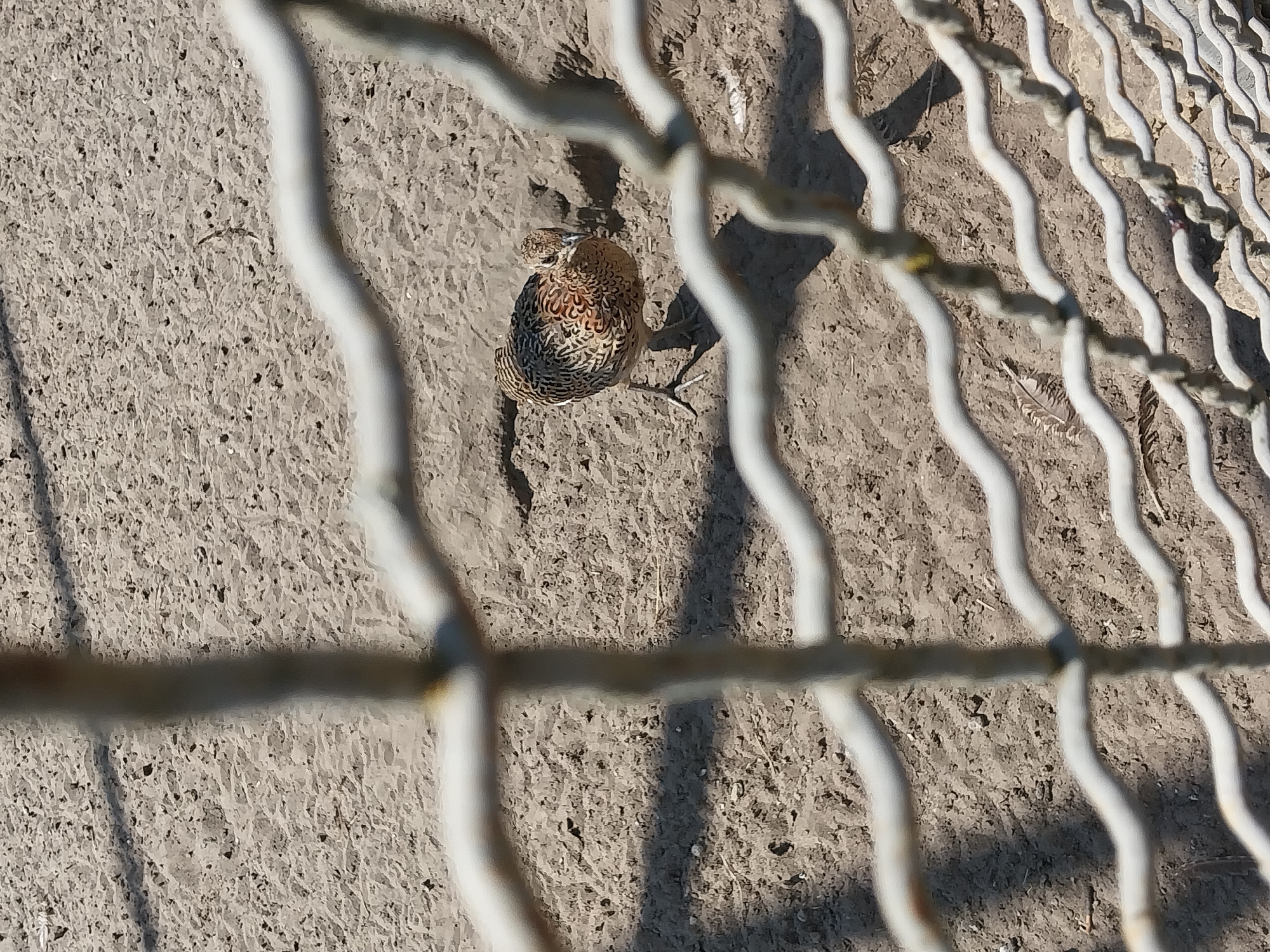The image shows a bird standing on sandy ground, with a wire fence in the foreground. The bird is small with brown and black plumage and is facing towards the camera. The ground is mostly flat with some small stones and debris. The fence is made of thick, white wire that is curved and wavy. The scene appears to be outdoors, possibly in a zoo or an enclosure. The location is Turove, Ukraine.