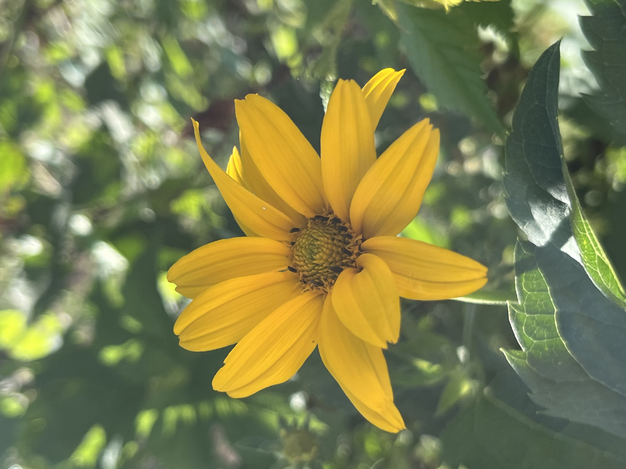 A close-up, eye-level shot captures a vibrant yellow flower with multiple petals against a softly blurred green background. The flower's center is a textured disc of green and brown. The image is likely taken outdoors, possibly in a park or garden within the city of Dnipro, Ukraine, given the foliage and natural light. There are no people or animals visible.