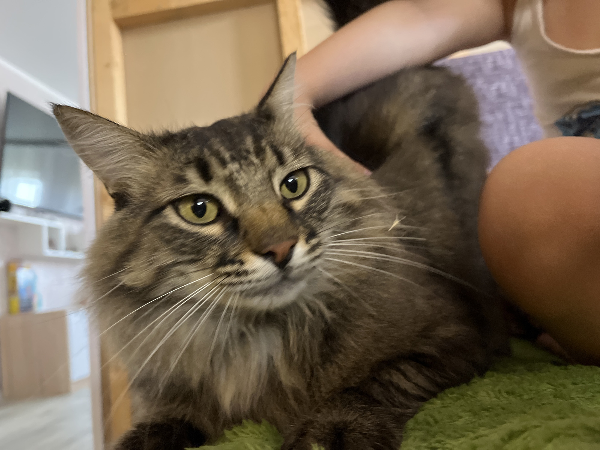 The image shows a close-up of a long-haired tabby cat with green eyes. The cat is lying on a green fuzzy surface, and a person's arm is visible petting it. In the background, there are blurred hints of furniture and a wall. This scene appears to be indoors, likely a domestic setting. There is no information in the image to suggest the location is in Krasnyye Barrikady, Russia.