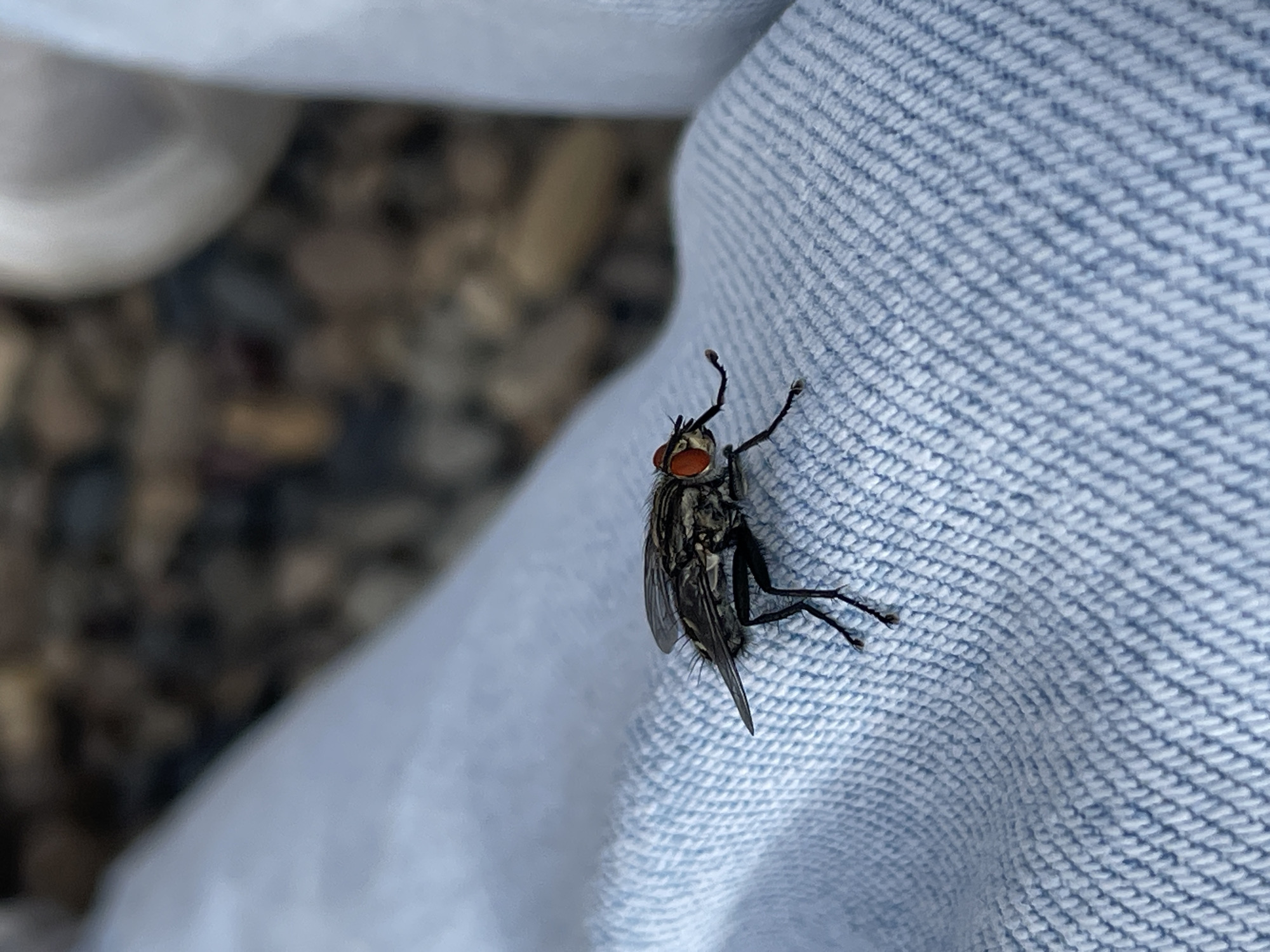 A close-up shot shows a fly clinging to a textured, light blue fabric. The fly has prominent red eyes and a patterned thorax. In the blurry background, there are indistinct objects that appear to be gravel or small stones. There is no indication in the image that it was taken in Izhevsk, Russia.