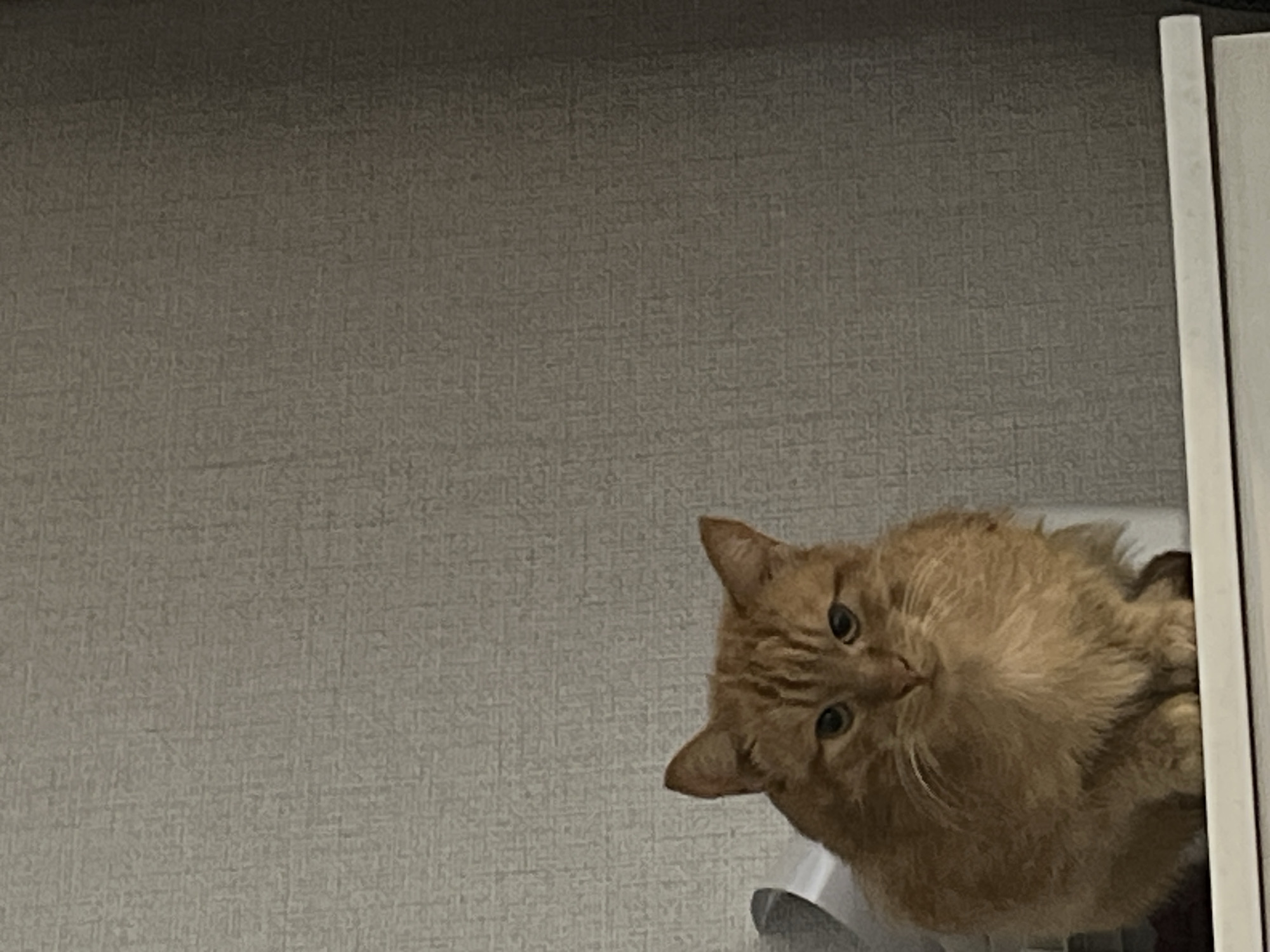 A close-up shot reveals an orange cat partially hidden behind a white vertical structure. The cat's head is tilted, with its eyes looking directly at the viewer. The background is a gray textured wall. The location details are not provided in the image.