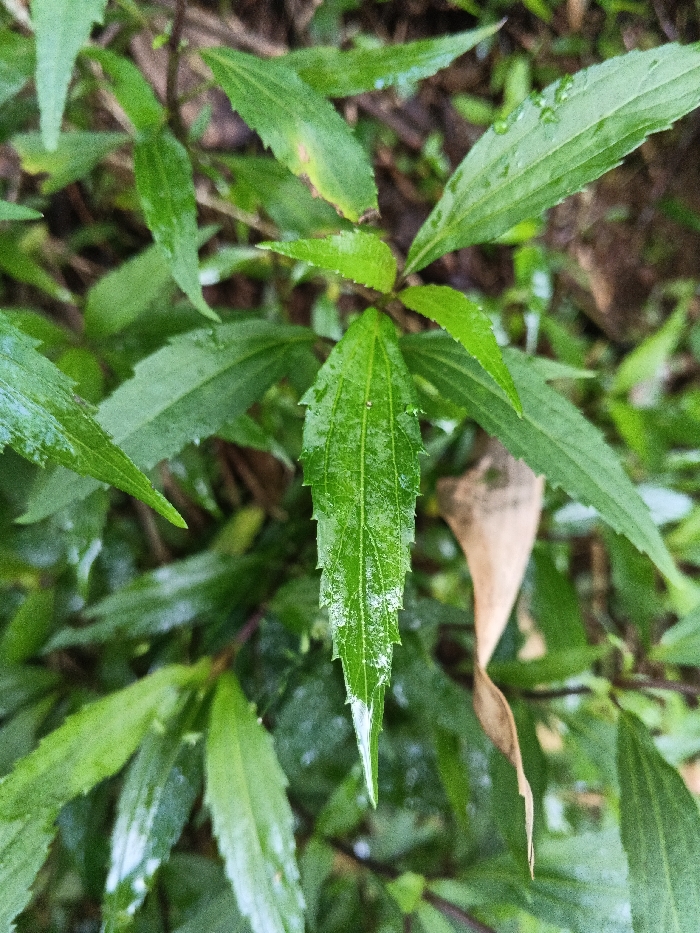 The specific location within Mengzi City, China, cannot be determined from this image. The scene presents a detailed, close-up view of vibrant green foliage. A primary, lanceolate green leaf is centered in the foreground, exhibiting finely serrated margins, a distinct central vein, and secondary venation. The leaf surface appears wet or glossy, suggesting the presence of water droplets or high humidity. Surrounding this central leaf are numerous other similar green leaves, some slightly out of focus in the foreground and others blurred in the background, contributing to a dense vegetative appearance. In the upper right quadrant of the image, a single, elongated, dry brown leaf is visible, providing a color contrast to the predominantly green environment. No human figures, animals, or man-made objects are present. The overall environment is natural and indicative of outdoor plant growth, possibly after recent precipitation.