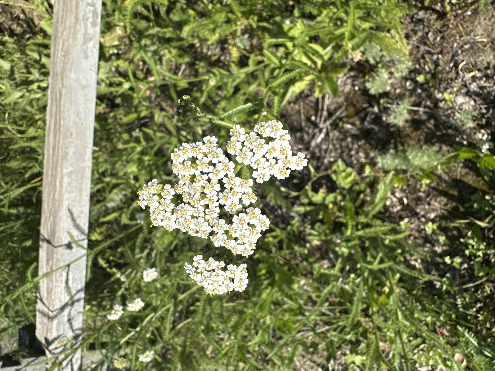 This is a top-down, medium shot of a cluster of white yarrow flowers with yellow centers, blooming amidst green foliage and soil. A weathered, light-colored wooden post runs vertically along the left side of the frame, casting faint shadows of the surrounding greenery onto its surface. The yarrow flowers are the primary subject, with one large cluster dominating the center of the image and a smaller cluster below it. The background consists of a mix of green, feathery leaves and darker, earthy ground. The scene appears to be outdoors in daylight, with sunlight illuminating the flowers and casting shadows. The overall mood is natural and serene. There is no visible text in the image.