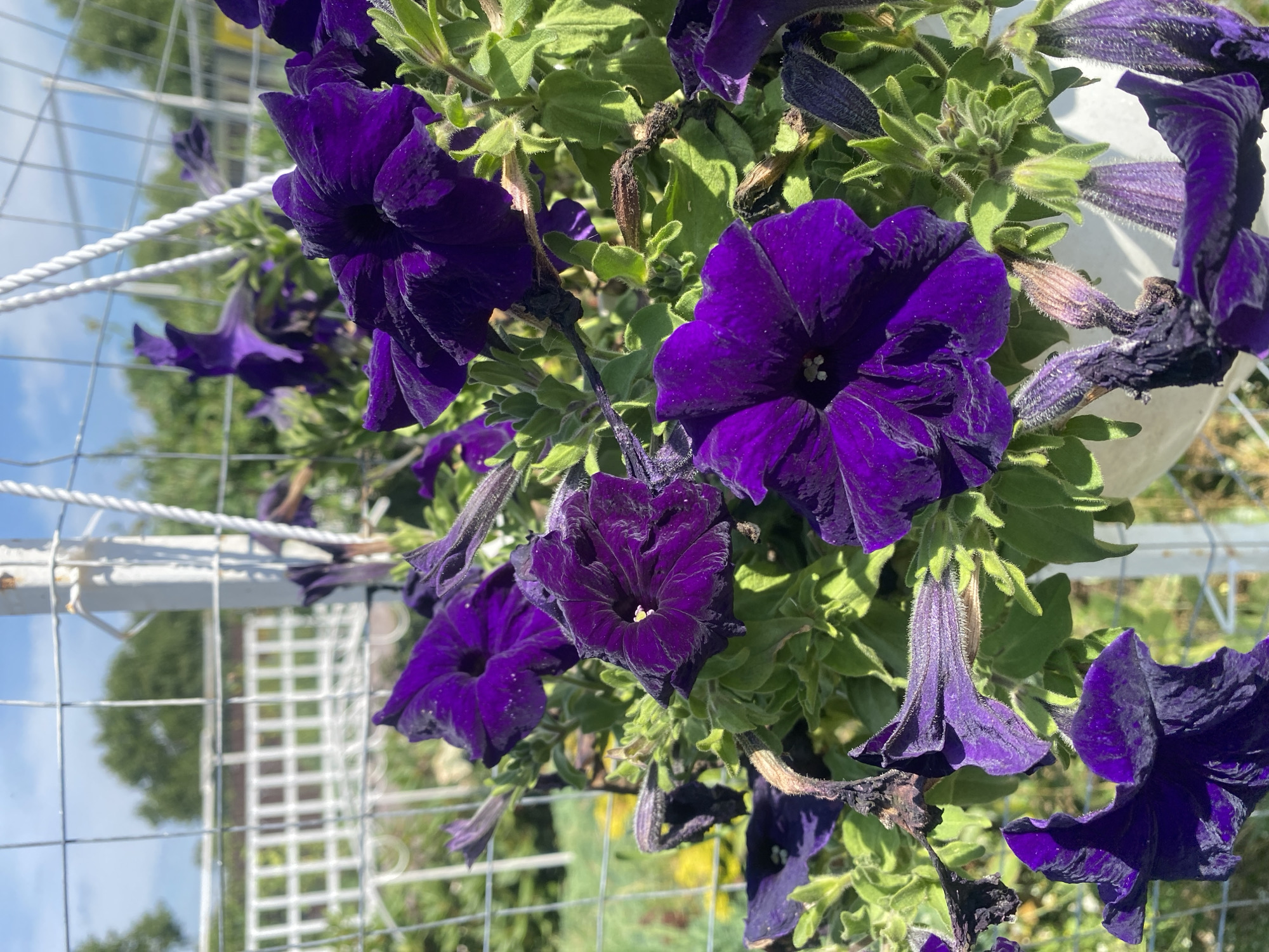 A close-up, eye-level shot captures a cluster of deep purple petunias in bloom, their velvety petals slightly ruffled and dusted with pollen. The flowers hang from a white planter, suspended by thick white ropes attached to a metal trellis. The background reveals a sunny outdoor setting with a white lattice fence and lush green trees under a pale blue sky with scattered clouds. The overall scene suggests a garden or patio environment, possibly in Tret'ya Pad', Russia, given the context.
