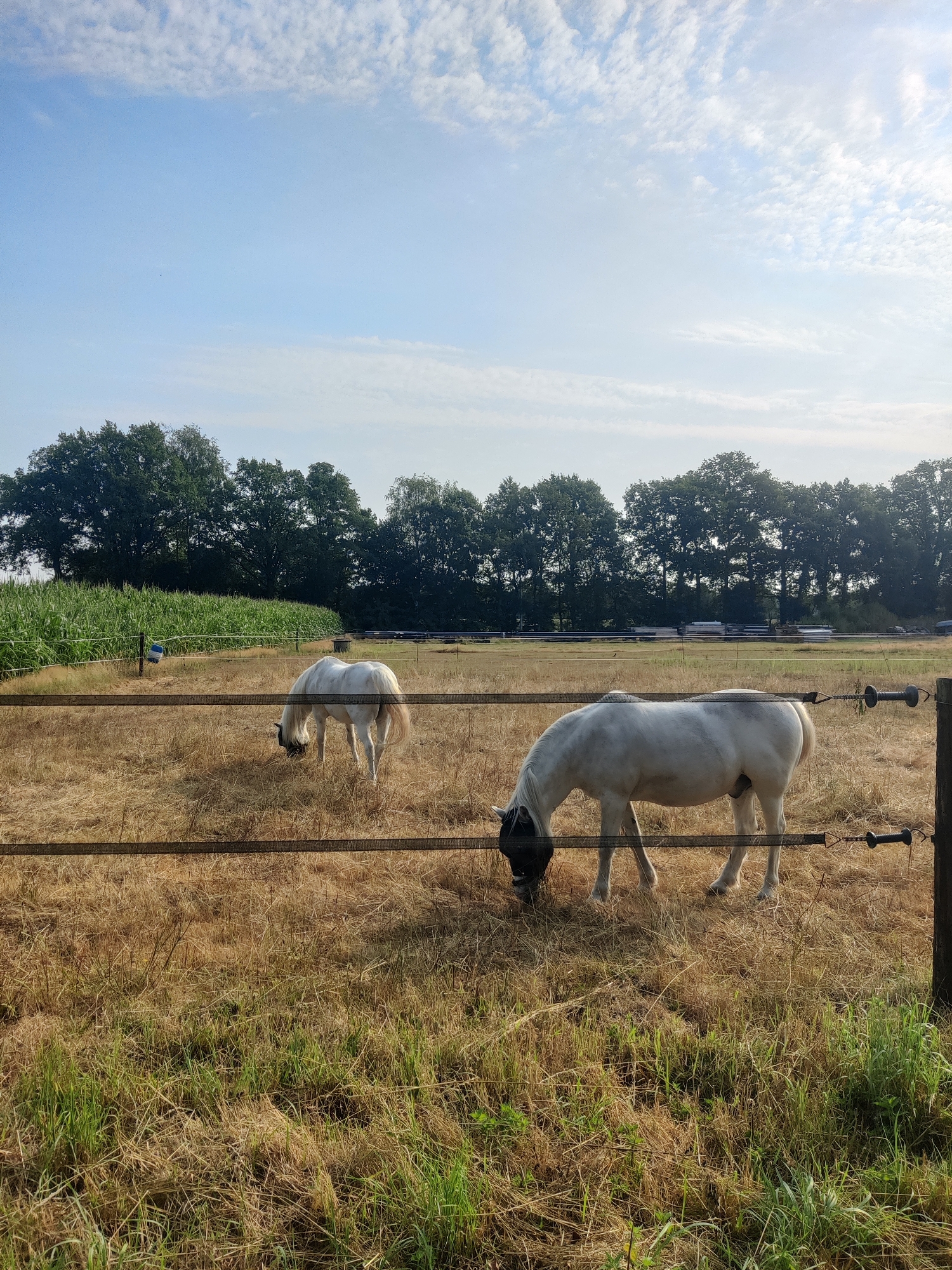 This is an outdoor, eye-level, full-shot photograph of two white horses grazing in a dry, grassy field enclosed by a fence. The sky is blue with scattered white clouds, and a line of trees forms the background. The horse in the foreground is facing left, with its head down grazing. It is wearing a black fly mask. The second horse is further back in the field, also facing left and grazing. A row of corn stalks is visible to the left of the horses, and a line of trees is visible in the distance. The fence consists of horizontal wires supported by wooden posts. The ground is covered in dry grass and some green shoots. The overall scene suggests a rural setting, likely a farm or pasture.