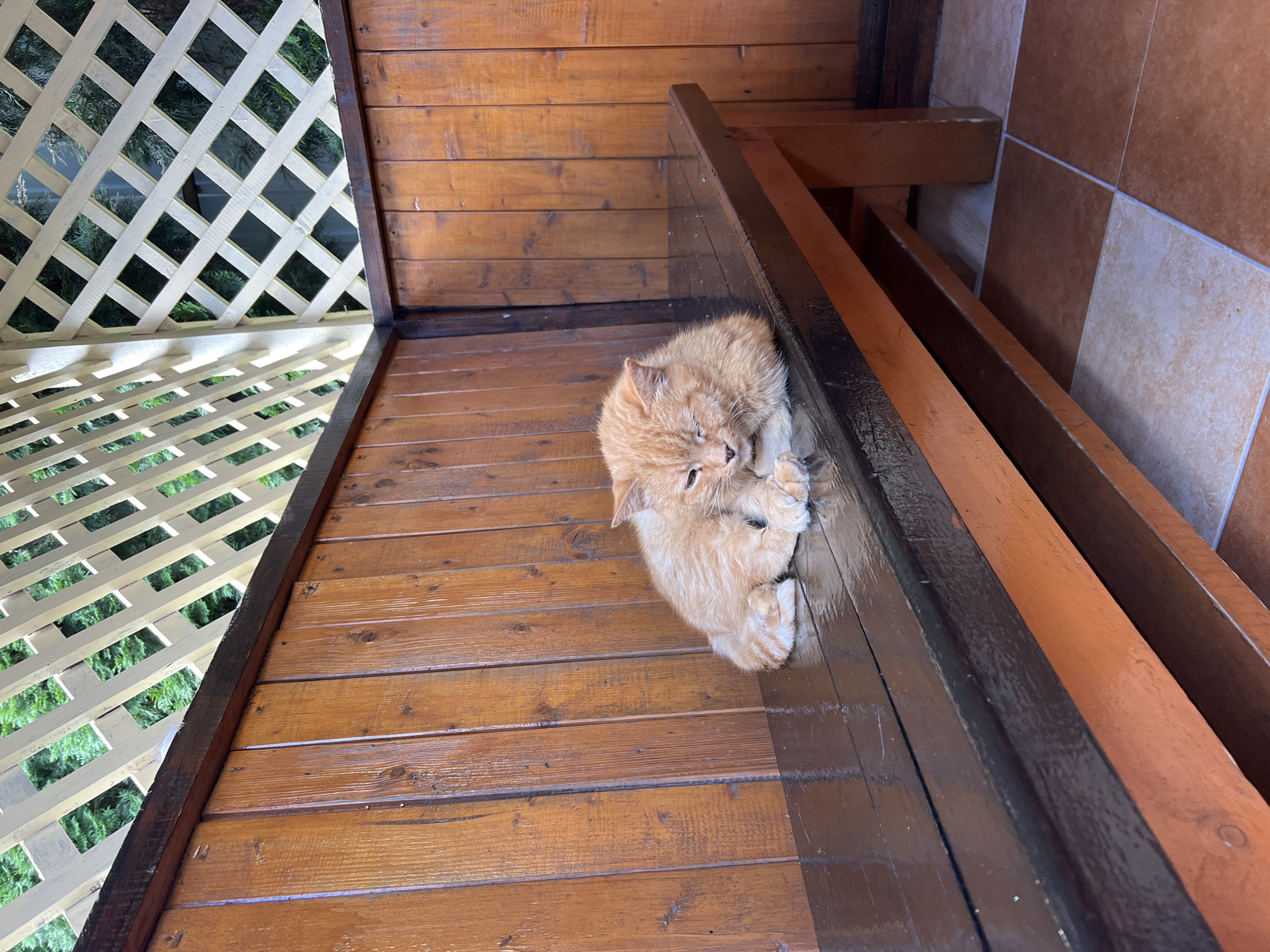 An orange cat with closed eyes is lying on a dark wooden bench in an outdoor covered seating area. The bench is situated in front of a wooden paneled wall. Above the wall, a lattice structure allows views of green foliage. The floor is tiled with a pattern of brown and light brown squares. The scene appears to be in Yaremche, Ukraine.