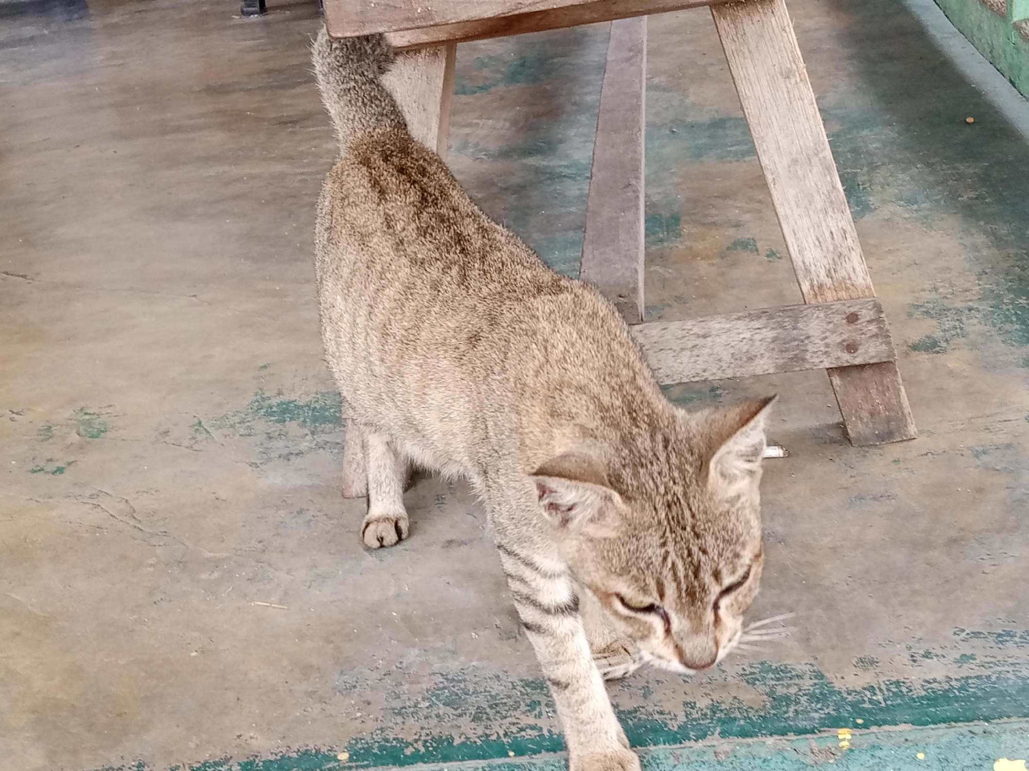 A tabby cat walks on a concrete floor near a wooden structure. The cat has brown and black stripes and a bushy tail. The wooden structure appears to be part of a table or chair. The floor is a dull gray concrete with some green paint or staining along the edges. The scene is indoors or in a covered outdoor area, as suggested by the lighting and the presence of a floor. The image is taken from a slightly elevated angle, looking down at the cat. There is no indication of the city of Bireuen, Indonesia.