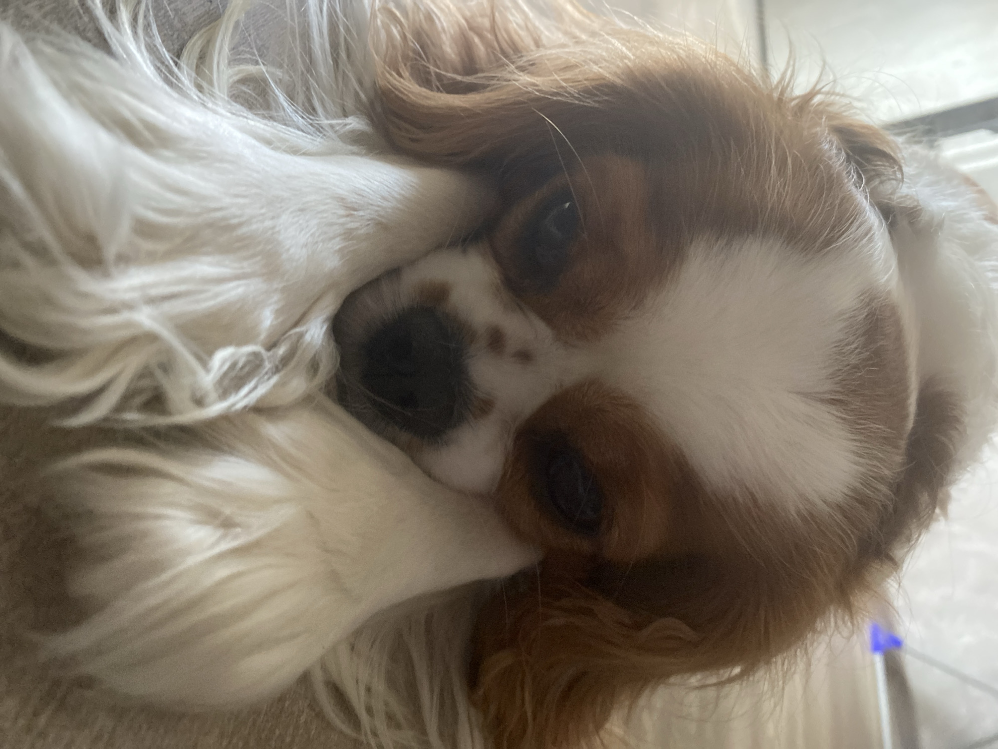 A close-up, eye-level, medium shot captures a Cavalier King Charles Spaniel resting its head on its front paws. The dog's head is tilted down, with its snout resting between its white paws. The dog has a white blaze on its forehead, brown patches around its eyes, and a brown nose with a white spot in the center. The background is blurred, with a light-colored floor visible. The lighting is soft, suggesting it is daytime and possibly indoors. There is a small blue object in the upper right corner of the image, out of focus.