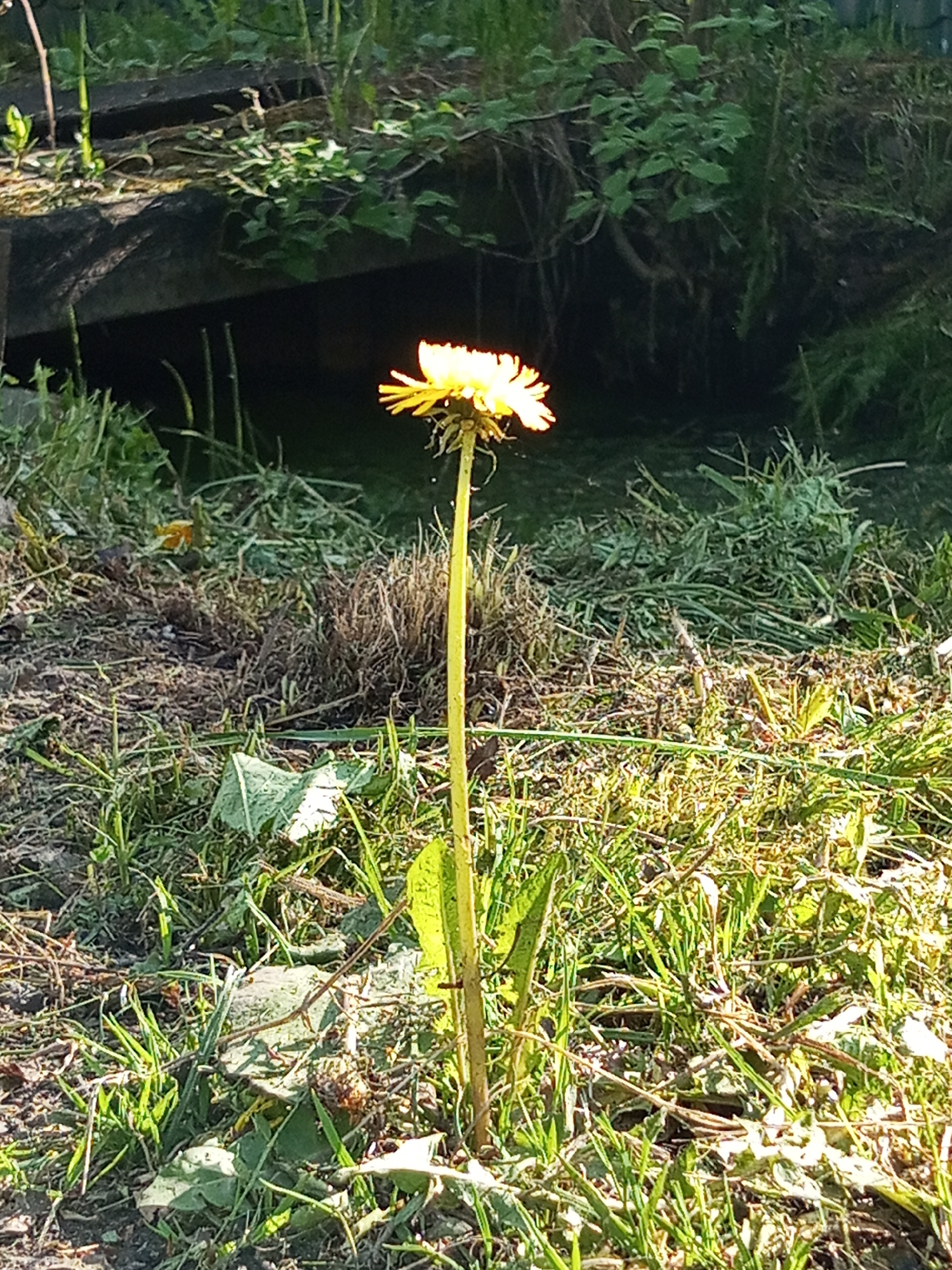 A dandelion flower stands prominently in a grassy area. The area appears to be unkempt, with a mix of short grass and weeds. Behind the flower, the background fades into shadow and includes some greenery and what appears to be a dark, possibly wooden structure. The light catches the flower's petals, giving them a bright, almost glowing appearance. The surrounding area is uneven and textured, with signs of dead leaves and soil. The location appears to be in Kommunar, Russia.