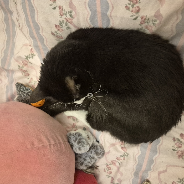 A black and white cat curls on a floral-patterned bed. The cat's head rests on a soft, pink pillow. A grey, plush toy and another small toy are next to the pillow. The cat has long white whiskers and seems to be asleep or resting. The bedspread has light pink flowers and light blue and pink stripes. The scene is cozy and relaxed.