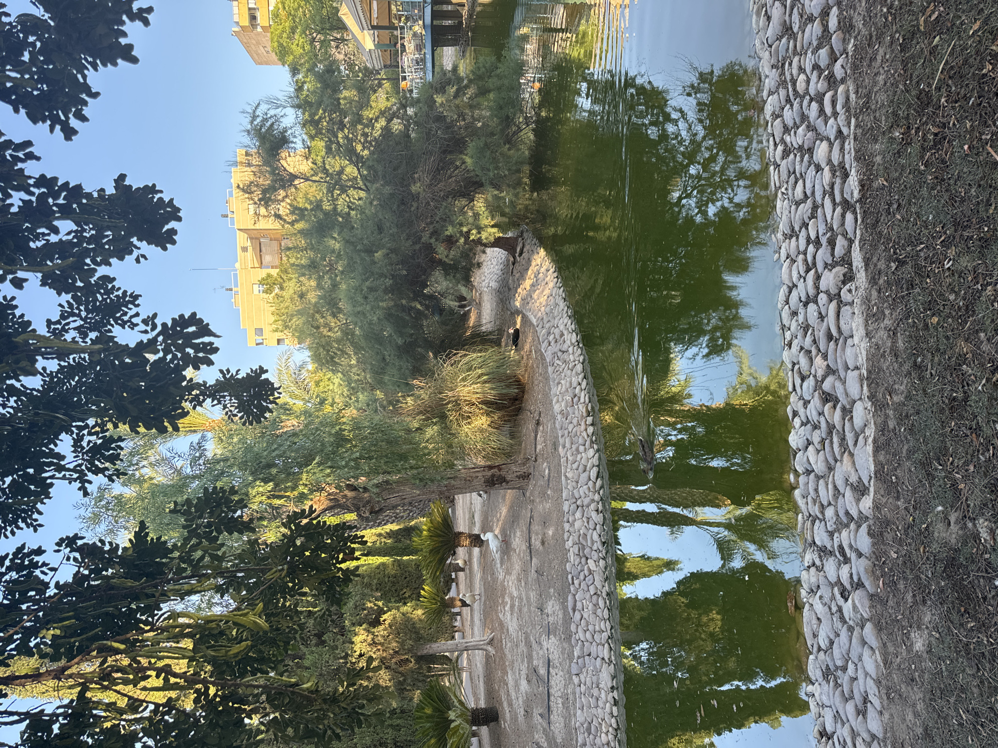 This image captures a tranquil scene in the Jardín de Floridablanca in the city of Murcia, Spain. The foreground features a calm body of water, its surface reflecting the surrounding greenery and a clear blue sky. The water is bordered by a low wall constructed of smooth, rounded grey stones. Beyond the stone border, the ground is a mixture of dry earth and sparse vegetation. In the middle ground, several ducks are visible, one near the water's edge and others on the dry land. A large tree with dense foliage droops over the water on the right side of the frame, its branches creating a natural arch. On the left, several palm-like plants stand amidst the dry landscape, and a couple of white birds, likely swans or large ducks, are present. In the background, beyond the park's greenery, are several multi-story buildings, typical of an urban environment. The sunlight suggests it is either early morning or late afternoon, casting a warm glow on the scene.