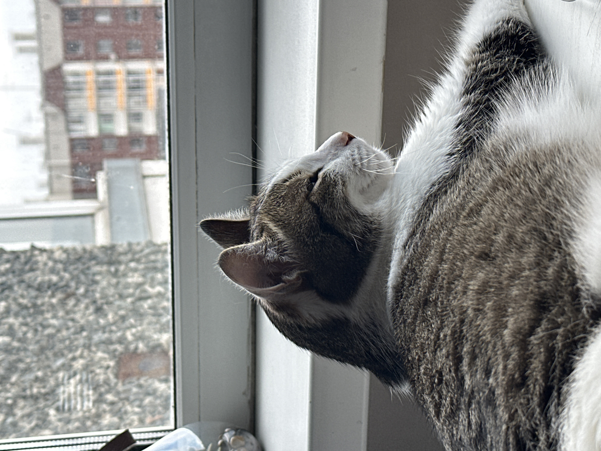 A gray and white tabby cat is laying on its back on a window sill. The cat is facing away from the viewer, with its head tilted up towards the window frame. The cat's face is visible, with its eyes closed and its whiskers relaxed. Outside the window is a building with orange and white stripes. The view from the window suggests this photo was taken in Krasnoyarsk, Russia.