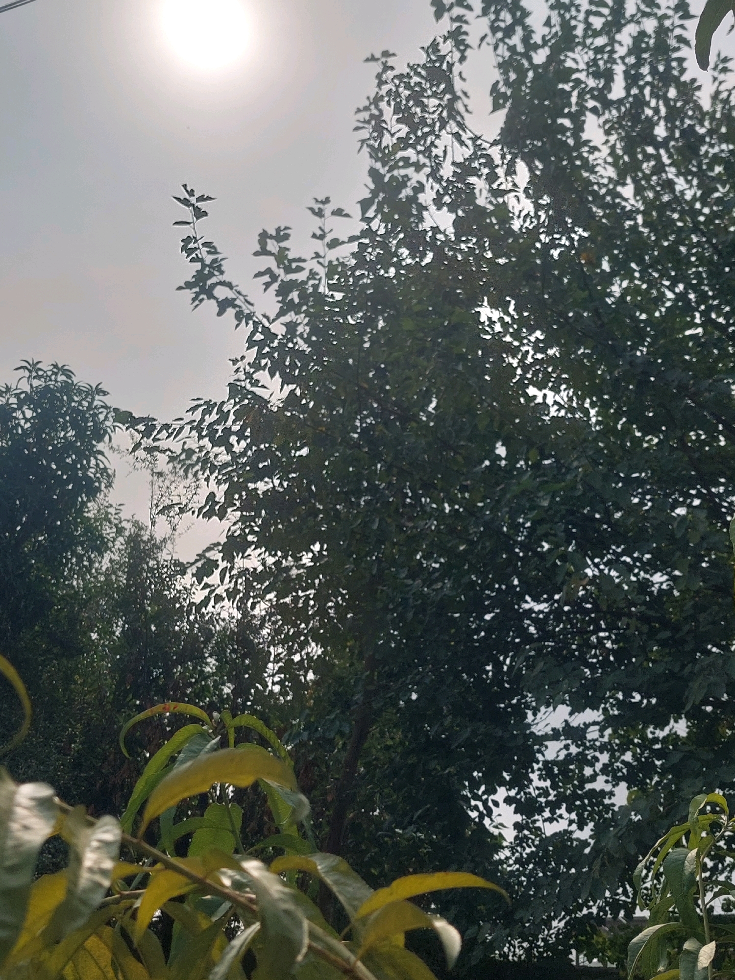The image depicts a view looking up towards a bright, hazy sun through the leaves of several trees in Peshawar City Tehsil, Pakistan. The foreground features some blurred, lighter green leaves in sharp focus, with some appearing slightly yellowed. Behind these, a dense canopy of darker green leaves dominates the mid-ground and background, with many small gaps allowing the bright sky to show through. The sun is a prominent, diffused bright orb in the upper left quadrant of the image, partially obscured by atmospheric haze and faint branches. The overall impression is of an outdoor scene with natural foliage against a bright sky. No people or animals are visible in the frame.