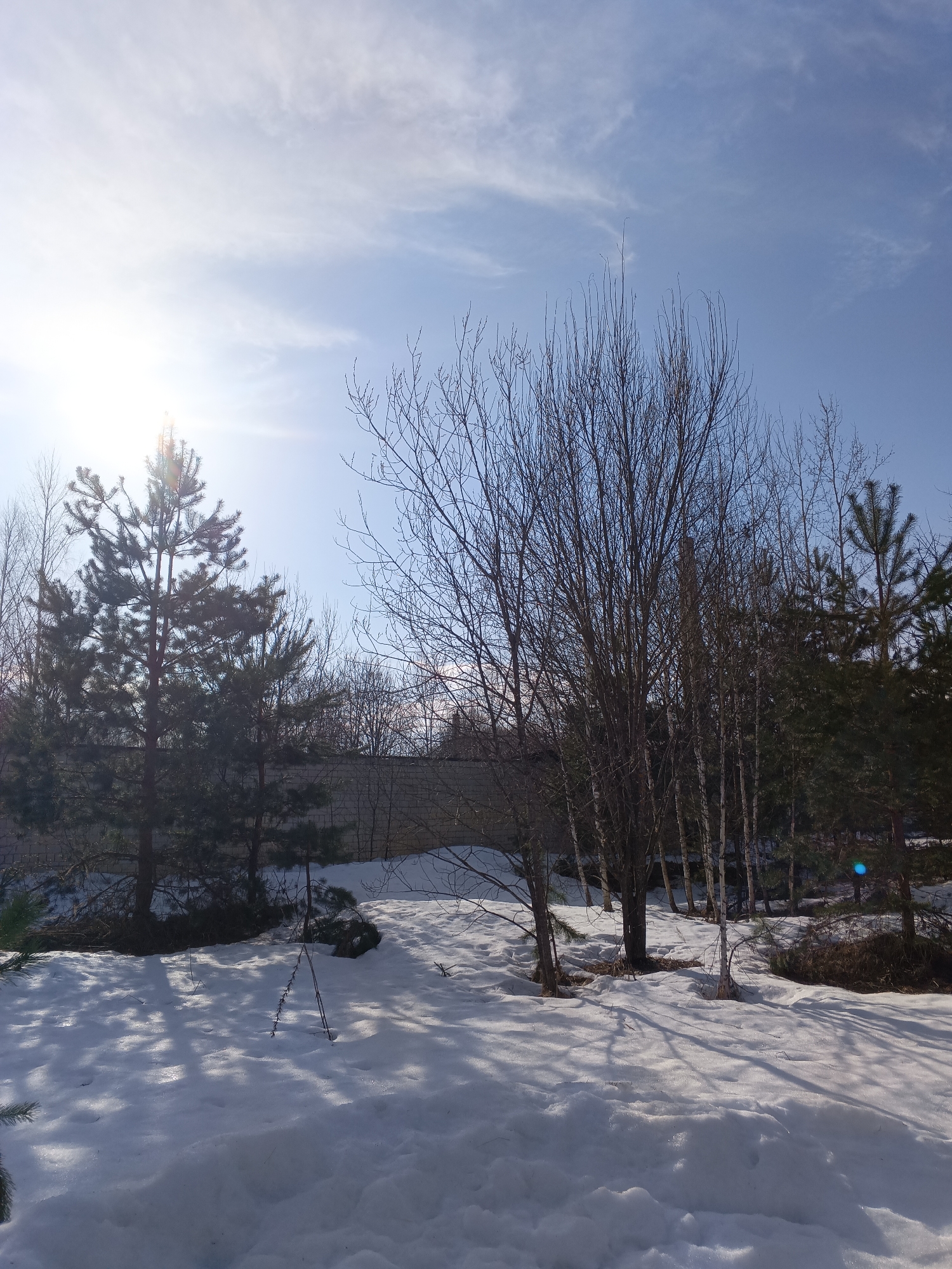 This image depicts a snow-covered outdoor landscape in Красный Маяк, Russia, under clear, sunny daytime conditions. The sky is light blue with scattered thin white clouds, and the bright sun is visible in the upper left quadrant, producing a strong lens flare. The foreground and midground are covered in a layer of white snow, with discernible shadows from trees cast upon its surface, indicating a low sun angle.
Dominating the left side of the midground is a tall evergreen pine tree with dense green needles, partially silhouetted against the sun. To its right, a cluster of deciduous trees with bare, dark branches stands on the snow, some exhibiting lighter bark consistent with birch trees. Further right and in the background, additional evergreen trees are visible, along with more bare deciduous trees.
A light-colored, possibly concrete or cinder block, wall or fence runs horizontally across the background, behind the primary tree line. There are no people, animals, vehicles, or active objects present in the scene.