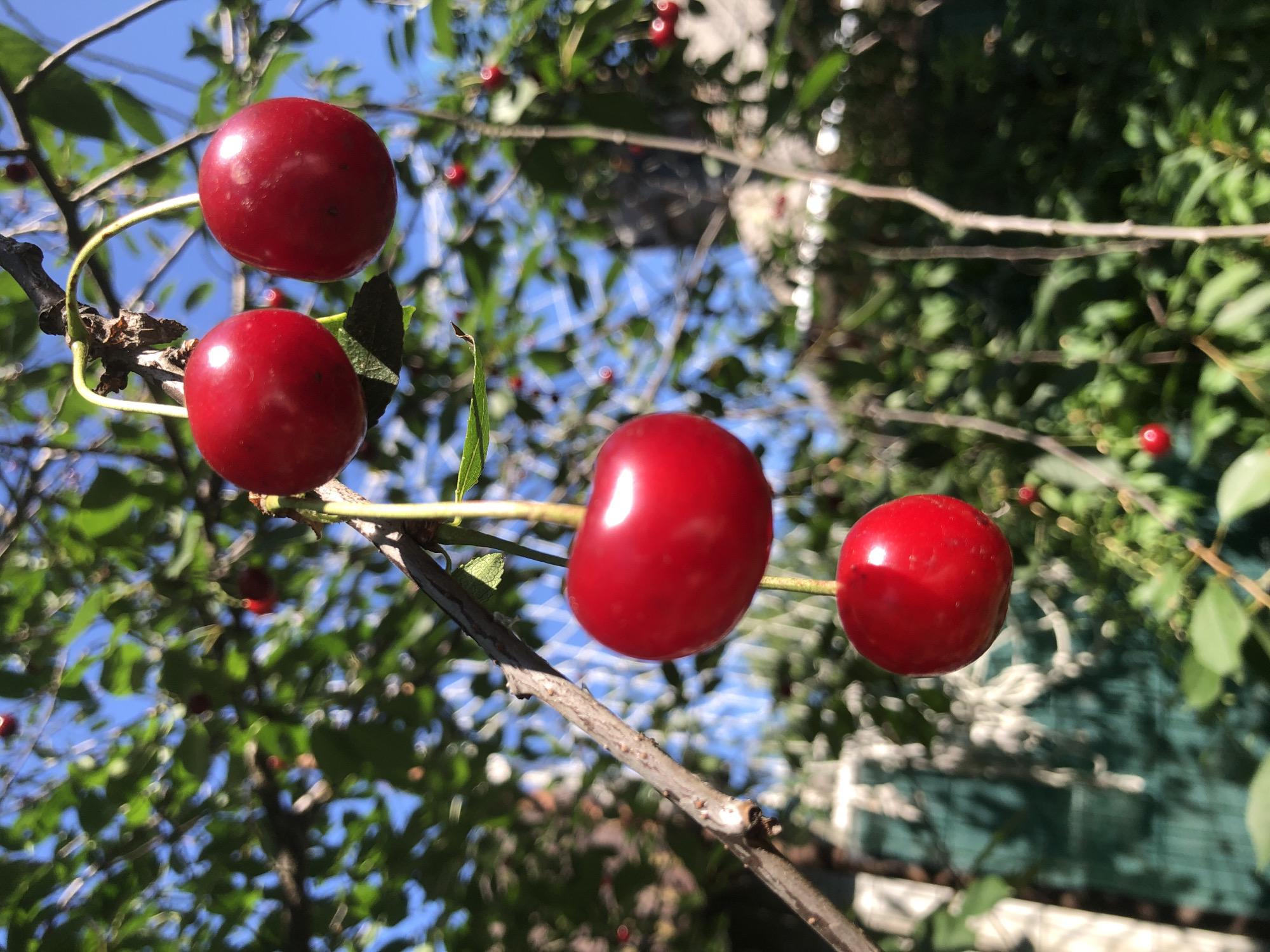 In Radomyshl, Ukraine, a close-up, low-angle shot captures a cluster of ripe cherries hanging from a tree branch against a bright blue sky. The cherries are a deep red, some showing a sheen of sunlight. Green leaves and tree branches create a natural, blurred backdrop. In the background, a faded green fence and parts of a building are visible, suggesting a residential area. The sunlight casts sharp shadows on the cherries, highlighting their roundness and vibrant color.