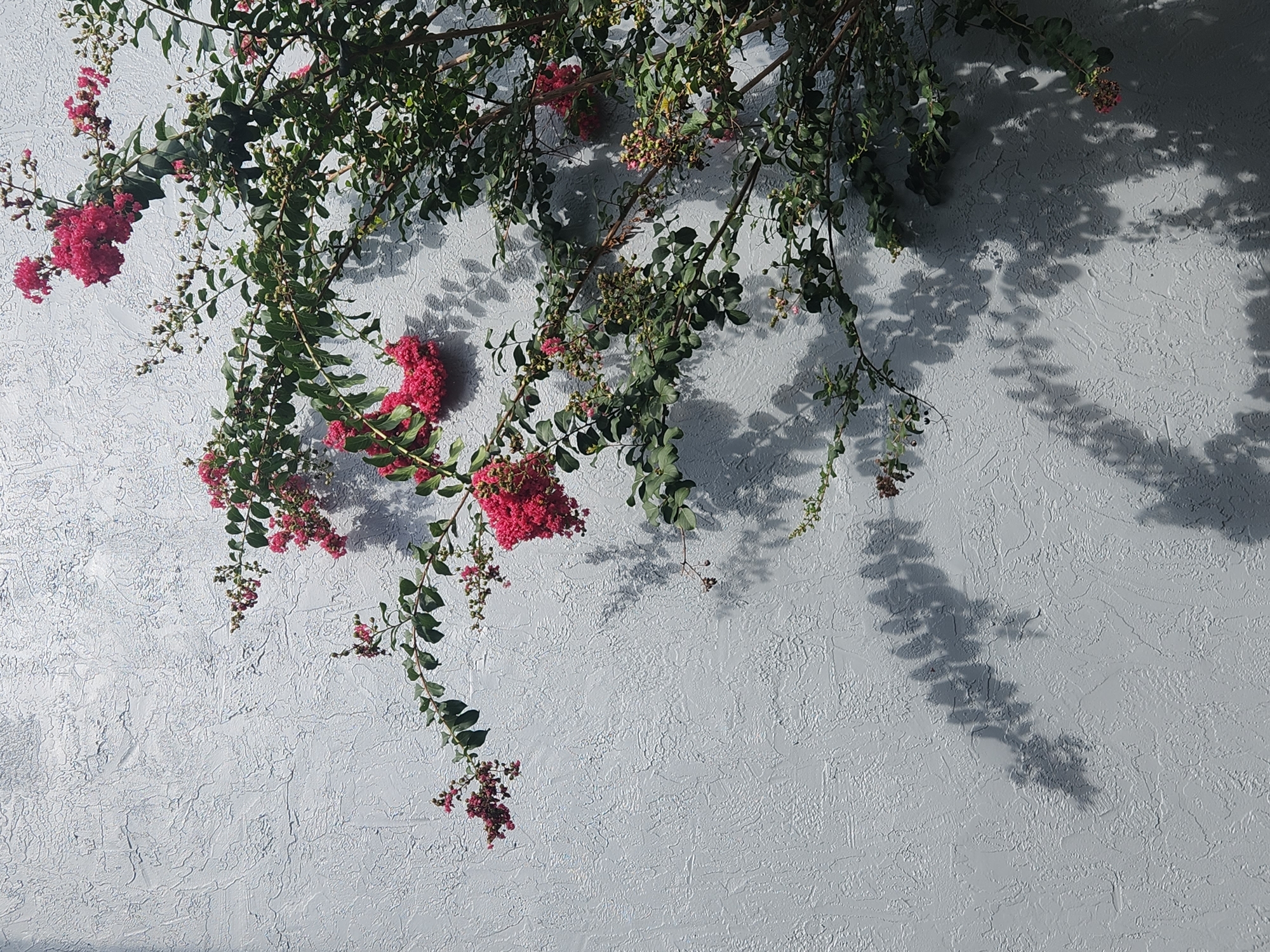 A close-up, low-angle shot captures a crape myrtle tree with pink flowers and green leaves against a textured, light gray wall. The tree branches extend from the right side of the frame, arching diagonally towards the left and downwards. Several clusters of vibrant pink flowers are visible, as are numerous green leaves and developing seed pods. The textured wall creates a stark, somewhat uneven backdrop, and the dappled sunlight casts intricate shadows of the tree's foliage onto the surface. This scene is located in Altamonte Springs, United States of America. There are no people or animals present.