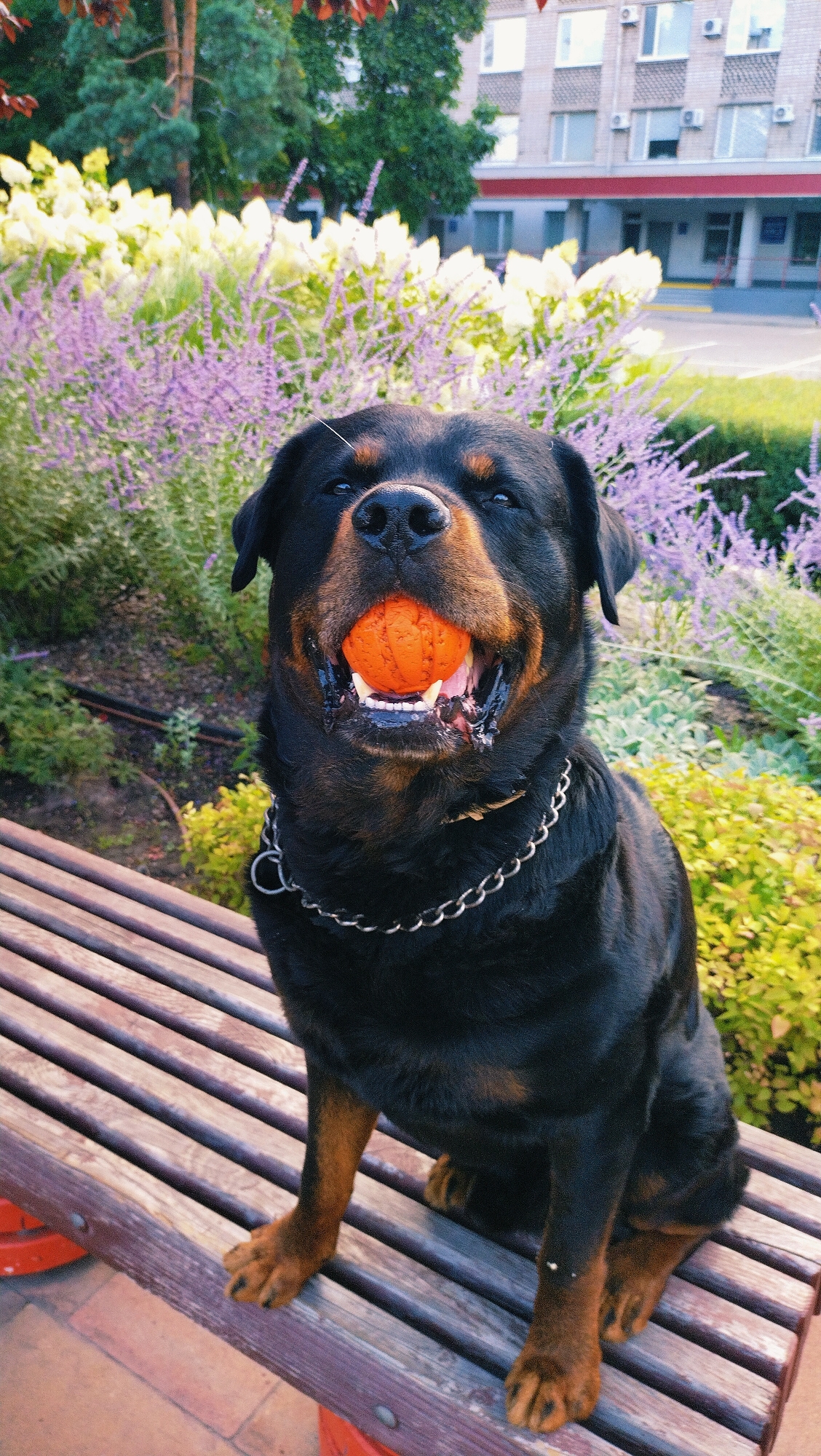 A Rottweiler dog is sitting on a wooden bench in a park-like setting, holding an orange ball in its mouth. The dog is facing the camera with its mouth open, and its tongue is visible. The dog is wearing a silver chain collar. In the background, there are bushes with purple and yellow flowers, and a building with windows and air conditioning units. The scene appears to be in an urban environment, possibly a public park in Horishni Plavni, Ukraine, given the architectural style of the building. The lighting suggests it is daytime, possibly late afternoon, with soft shadows. The dog's expression appears playful and alert. The bench is made of wooden planks and has some red accents on its supports.