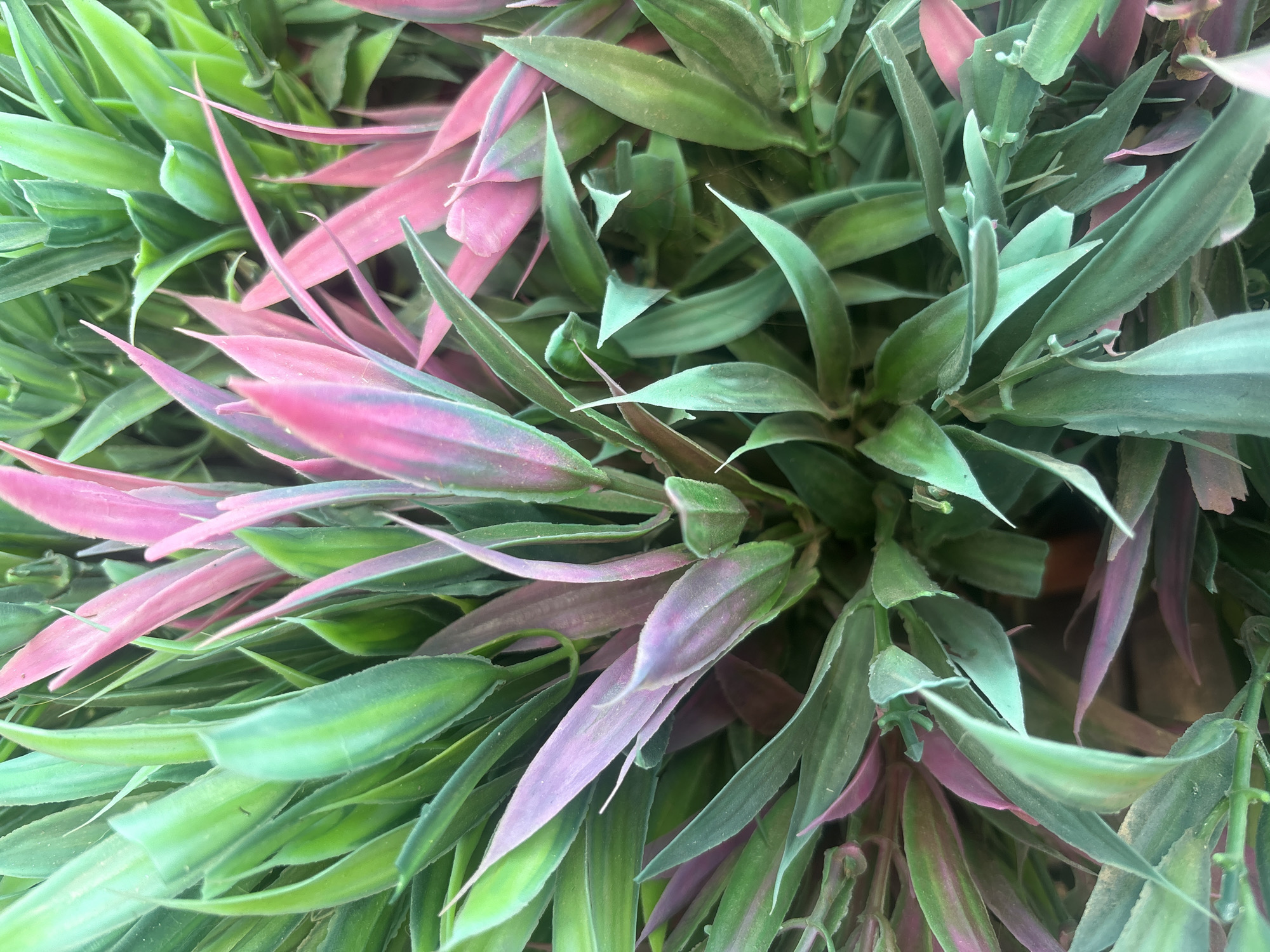 The image is a close-up, overhead view of a dense arrangement of pink and green succulent leaves. The leaves are long, lance-shaped, and appear to be growing in clusters. Some leaves are predominantly bright green, while others exhibit a vibrant pink or purple hue, sometimes with streaks of both colors. The texture of the leaves seems slightly fuzzy or velvety. The lighting suggests an indoor setting or diffused natural light, casting soft shadows. There is no indication of people, actions, or specific environmental context that would place this image in Georgiyevsk, Russia. The scene solely focuses on the botanical details of the plant.