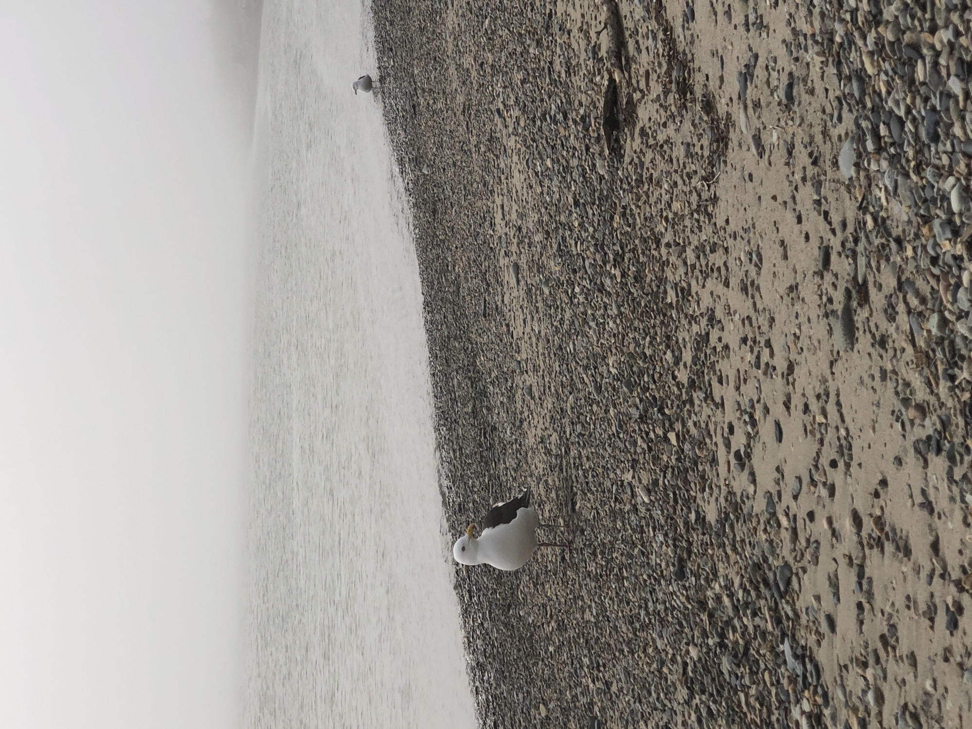 The image depicts a foggy scene at the coast, likely in the city of Yana, Russia. A large seagull stands prominently in the foreground on a rocky beach. The water is calm and appears grey due to the fog. In the middle distance, another, smaller seagull is visible near the water's edge. The beach is covered in a mix of sand and various sized pebbles. The fog obscures the horizon and any distant landscape features.