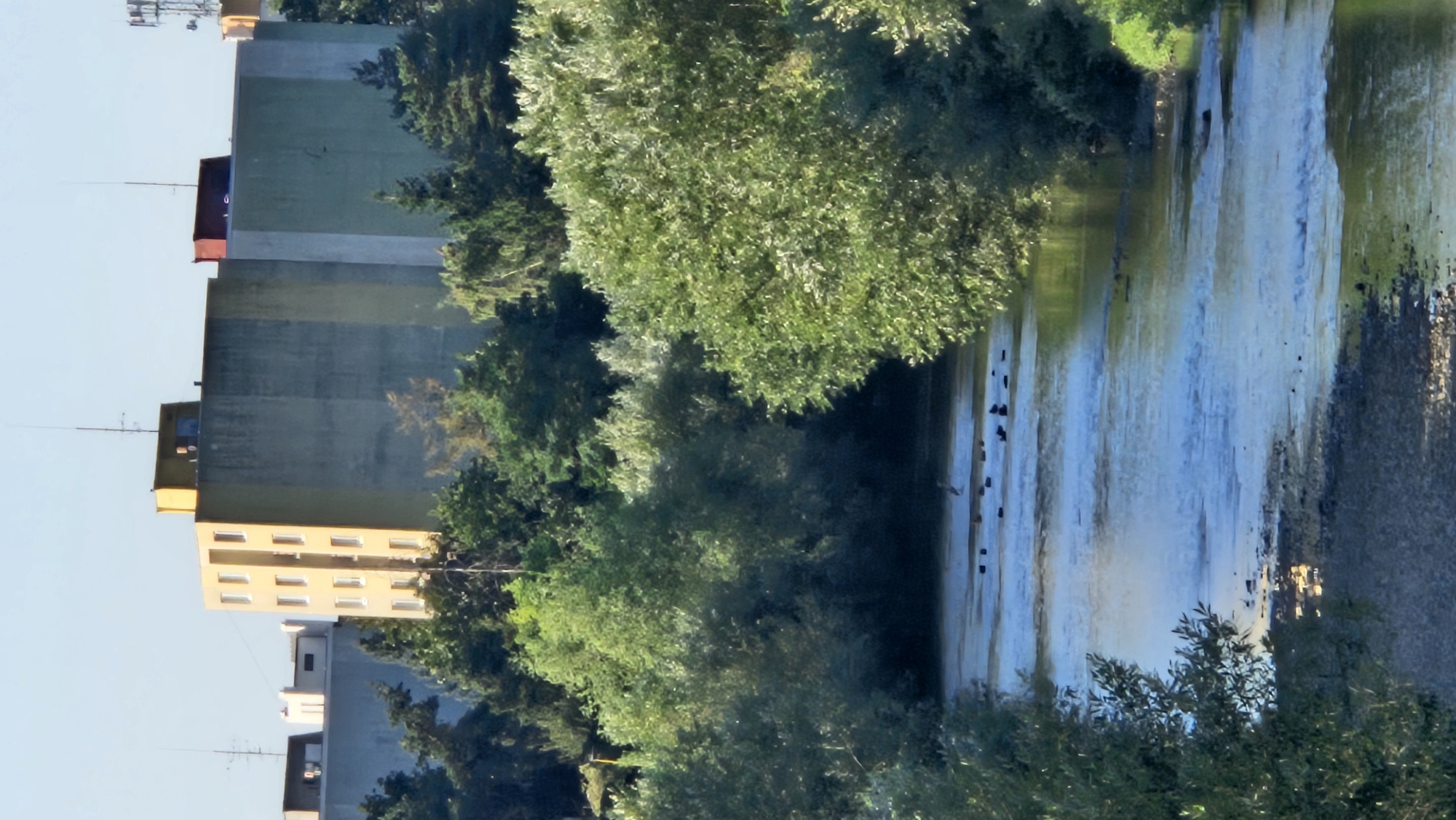 The image depicts a river flowing through a densely forested area in the city of Prešov, Slovakia. In the background, several modern apartment buildings rise above the trees, with antennas visible on their roofs. The river is shallow with visible rocks and ripples on its surface. Several birds, possibly ducks, are scattered in the water, and a single bird stands on a rock in the mid-ground. The foliage is lush and green, suggesting a temperate climate and the presence of deciduous trees. The sky is clear and blue, indicating a sunny day. The overall scene combines urban elements with a natural landscape, highlighting the integration of residential areas within a green environment.