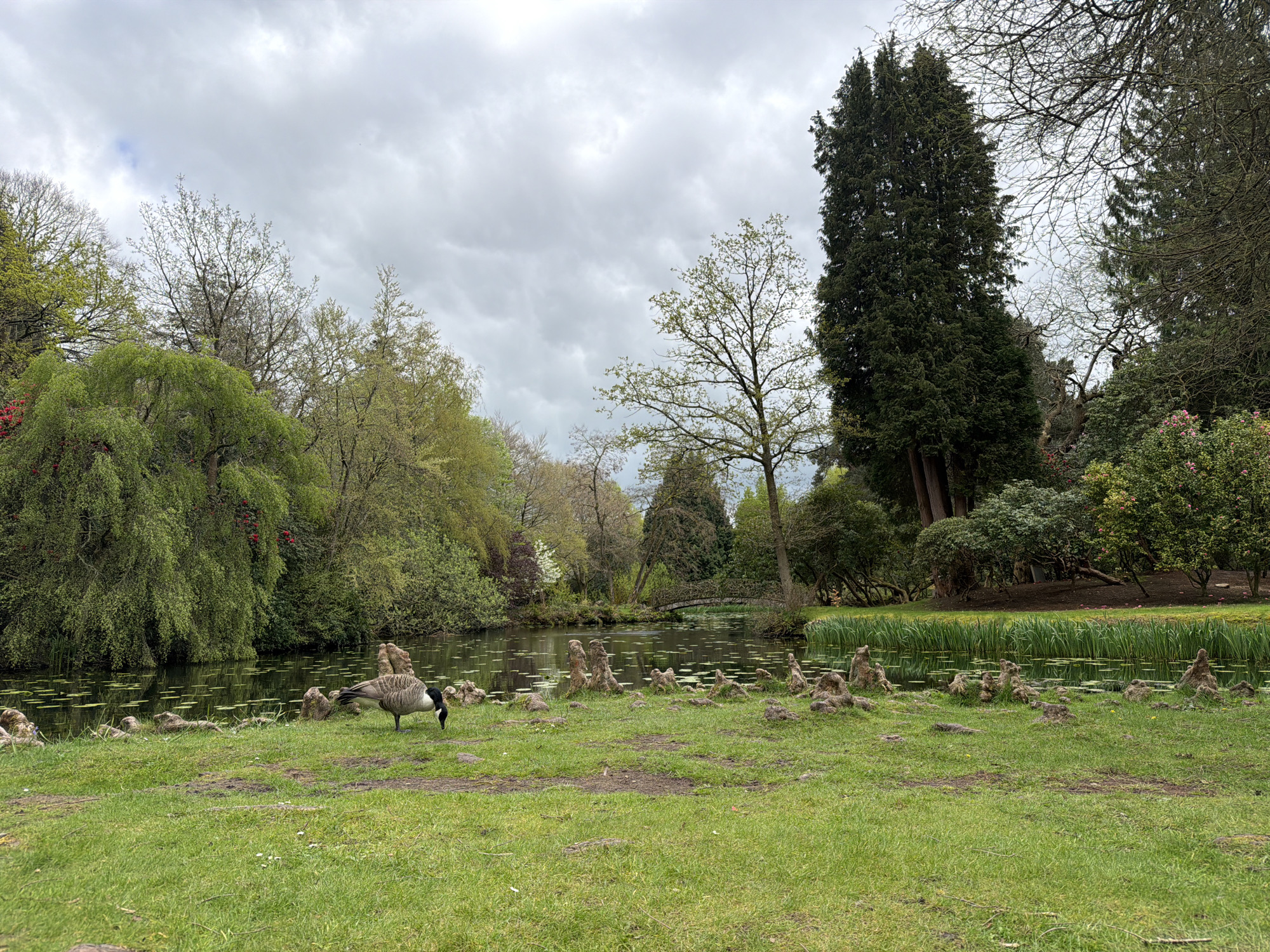 The image depicts a natural scene in Tatton Park, Knutsford, United Kingdom. A body of water, likely a lake or pond, is visible with lily pads floating on the surface. A small, arched wooden bridge spans the water in the background. The banks of the water are lined with lush greenery, including trees of various types and shrubs. In the foreground, a grassy area is populated by several Canada geese, including adults and goslings. One adult goose is actively feeding on the grass. The sky overhead is overcast with heavy clouds. Several prominent tree roots are visible along the shoreline.