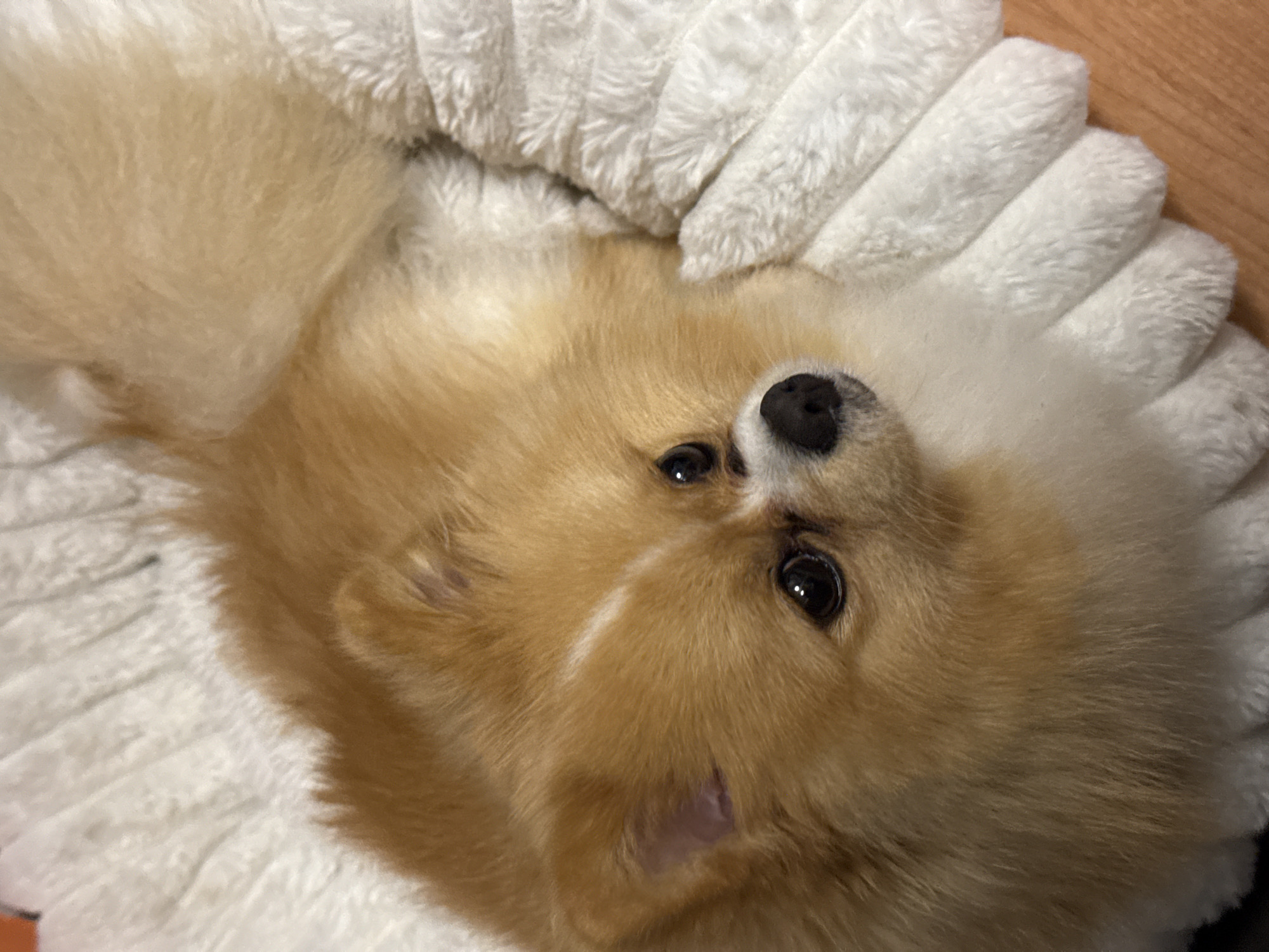 A tan and white Pomeranian dog is lying on its back in a round, white, plush dog bed. The dog's nose and eyes are clearly visible. The background shows a wooden surface. The location and city are not discernible from the image.