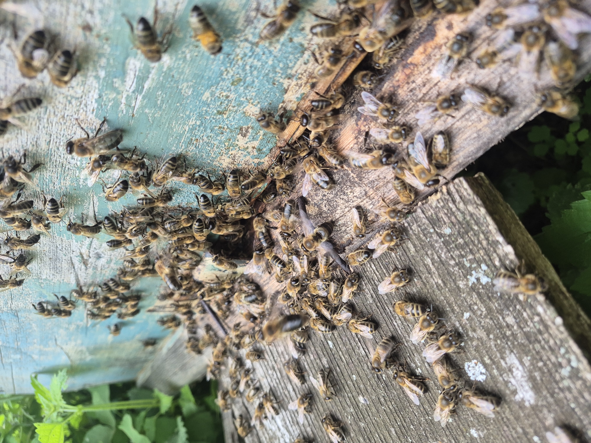 The image shows a close-up view of a beehive entrance on a wooden structure. A large number of bees are visible, with many crawling on the wooden surfaces and near the opening. Some bees are in focus, revealing details of their bodies and wings, while others are blurred due to motion or depth of field. The wooden hive shows signs of age and wear, with a faded blue paint on the upper section and weathered grey wood below. Green foliage is visible in the background to the left and bottom of the frame. The scene is characteristic of a natural setting, likely a garden or rural area, and there is no indication of the specific city of Karsha, Russia.