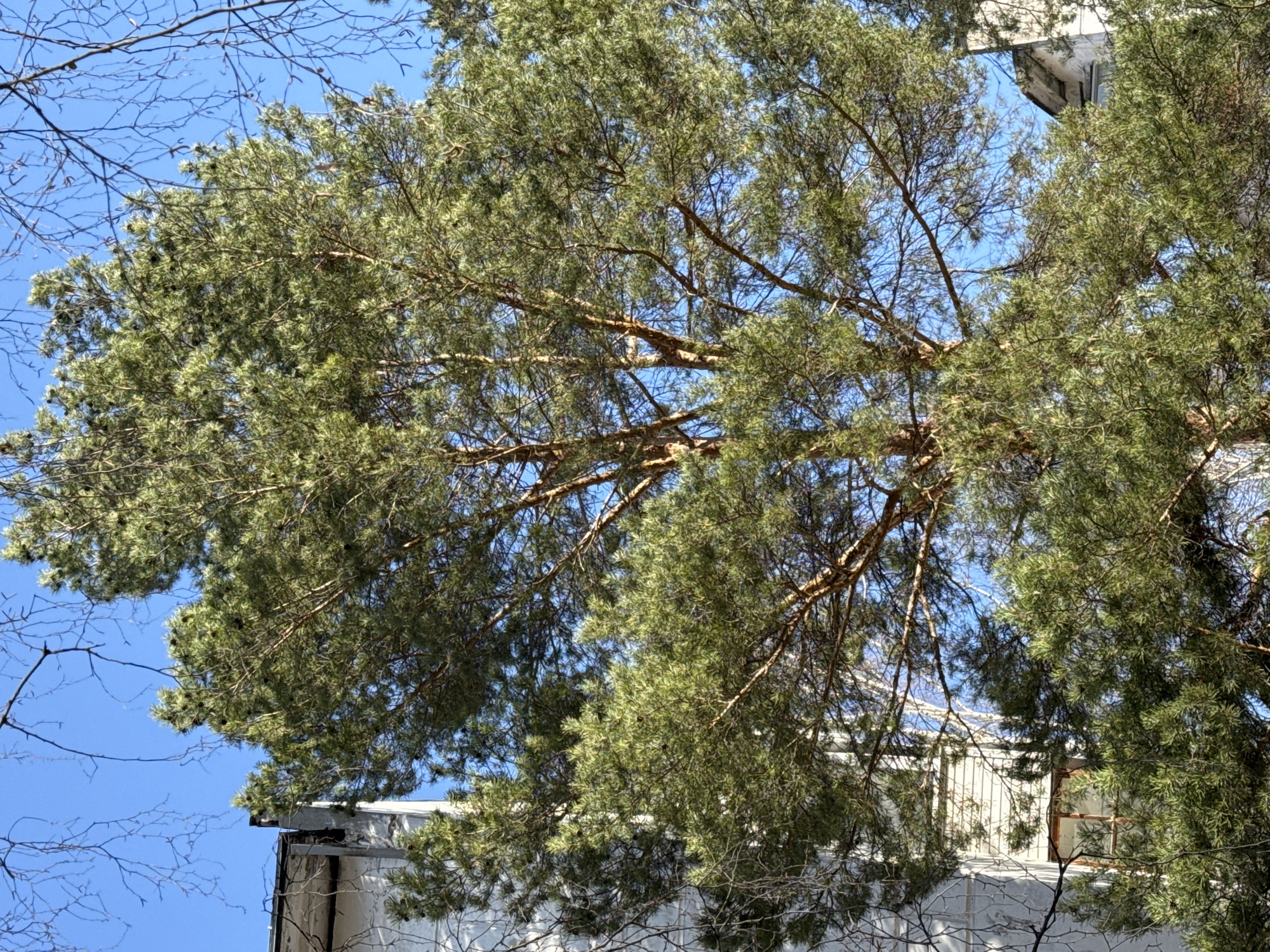 The image provides an upward view through the dense canopy of a large evergreen tree, likely a pine or similar conifer, against a vivid clear blue sky in Chaikovsky, Russia. The tree, filling most of the frame, displays abundant green needles and several small, dark pine cones. Intertwined with the evergreen branches, bare, twiggy branches of deciduous trees are visible on the left and in various gaps, suggesting the time of year is late winter or early spring before new leaves emerge.
Through the foliage, sections of a light-colored building are visible, primarily along the top and right edges, and in the lower right quadrant. The building appears to be a multi-story structure with a flat roofline or upper concrete sections, some of which seem to form overhangs. What might be a window frame is discernible in the lower right portion of the building's visible facade.
The bright, direct sunlight and cloudless sky indicate a clear, sunny daytime. There are no people or discernible activities taking place, presenting a static scene that contrasts natural elements with urban architecture. No visible text is present in the image.