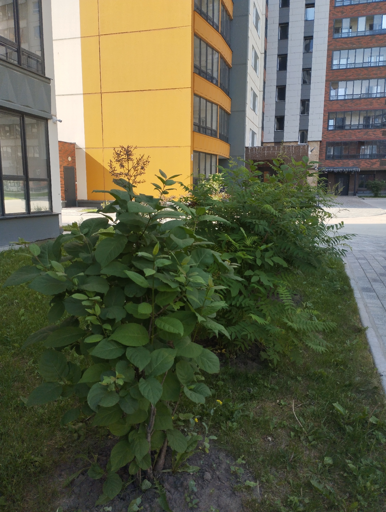 The image depicts an outdoor scene in the city of Sadovyy, Russia. In the foreground, a lush green bush with broad leaves is prominent, with a smaller, more feathery bush behind it. Both appear to be healthy and well-maintained. The ground around the bushes is covered in grass and soil.
Behind the vegetation, a modern apartment building complex is visible. The building on the left has a striking yellow facade with large, dark-framed windows. Adjacent to it, a building with a light grey and white exterior features a similar pattern of windows. Further to the right, a brick building with darker windows stands tall. The architecture suggests a contemporary urban development. A paved walkway with a gray border runs alongside the buildings and vegetation, indicating a pedestrian area. The overall impression is one of a well-kept urban green space within a residential complex.