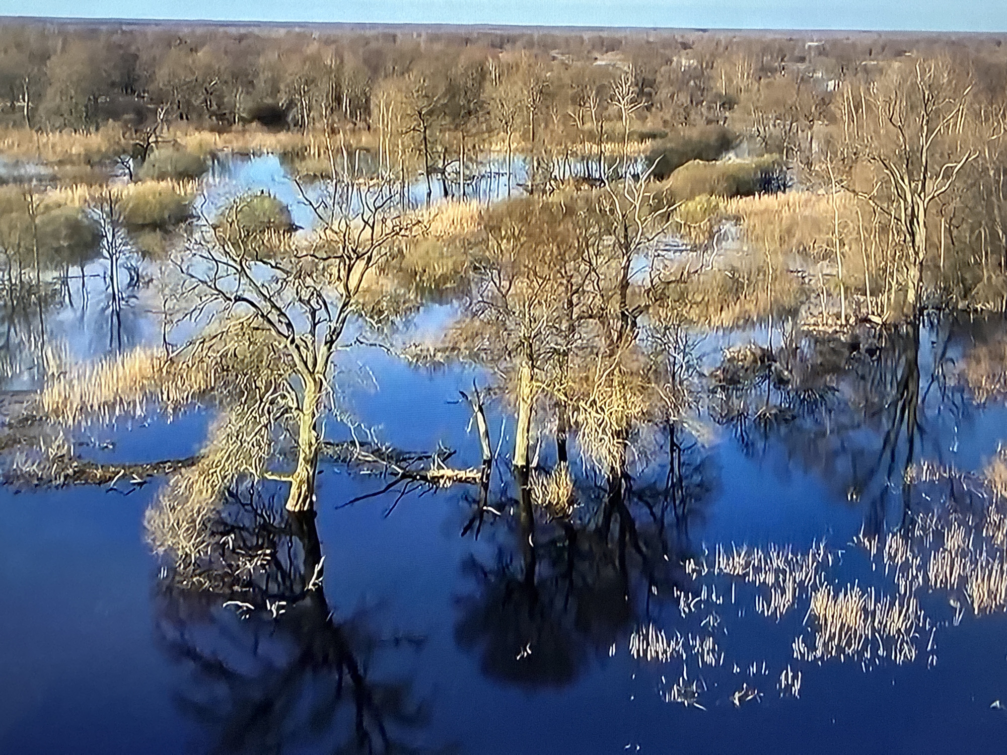 The image shows a flooded landscape with trees and reeds reflected in the deep blue water. The sky is a clear, pale blue. The scene appears to be a natural environment, possibly a wetland or swamp, with bare trees suggesting a cold season. There are no people, animals, or structures visible in the image. The overall impression is one of serene, watery expanse. There is no indication that this image is located in Vladivostok, Russia.
