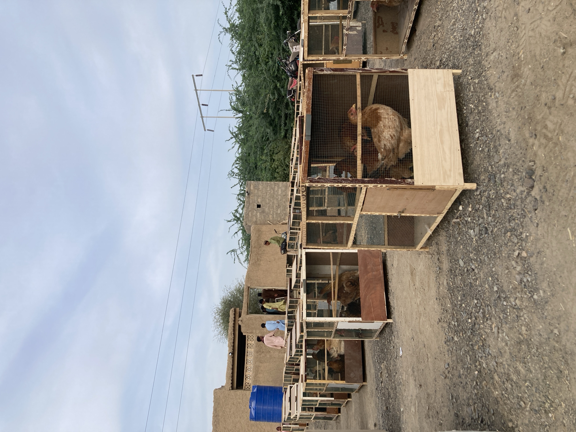This image captures an outdoor bird market in Wayāro, Pakistan, during the daytime under a slightly overcast sky. The foreground and midground are dominated by a long row of wooden and wire mesh cages, housing various chickens and other fowl. A prominent light-brown rooster is clearly visible in one of the central cages, which are lined up on the dirt and gravel ground.
Several men, dressed in traditional South Asian attire like shalwar kameez, are present throughout the scene. Some are standing near the cages, appearing to browse or interact, while others are seen near or reflected in windows of the adjacent buildings. The buildings are simple, single-story structures constructed from mud or brick, with some decorative patterns on their facades. A large blue plastic water drum is positioned near one of these buildings.
In the background, a line of green trees provides a natural backdrop. Utility poles with overhead power lines are visible against the sky on the left side of the frame. A motorcycle or scooter can be partially seen hidden behind the trees in the midground. The scene portrays a bustling local market focused on the trade of poultry. No visible text is discernible in the image.