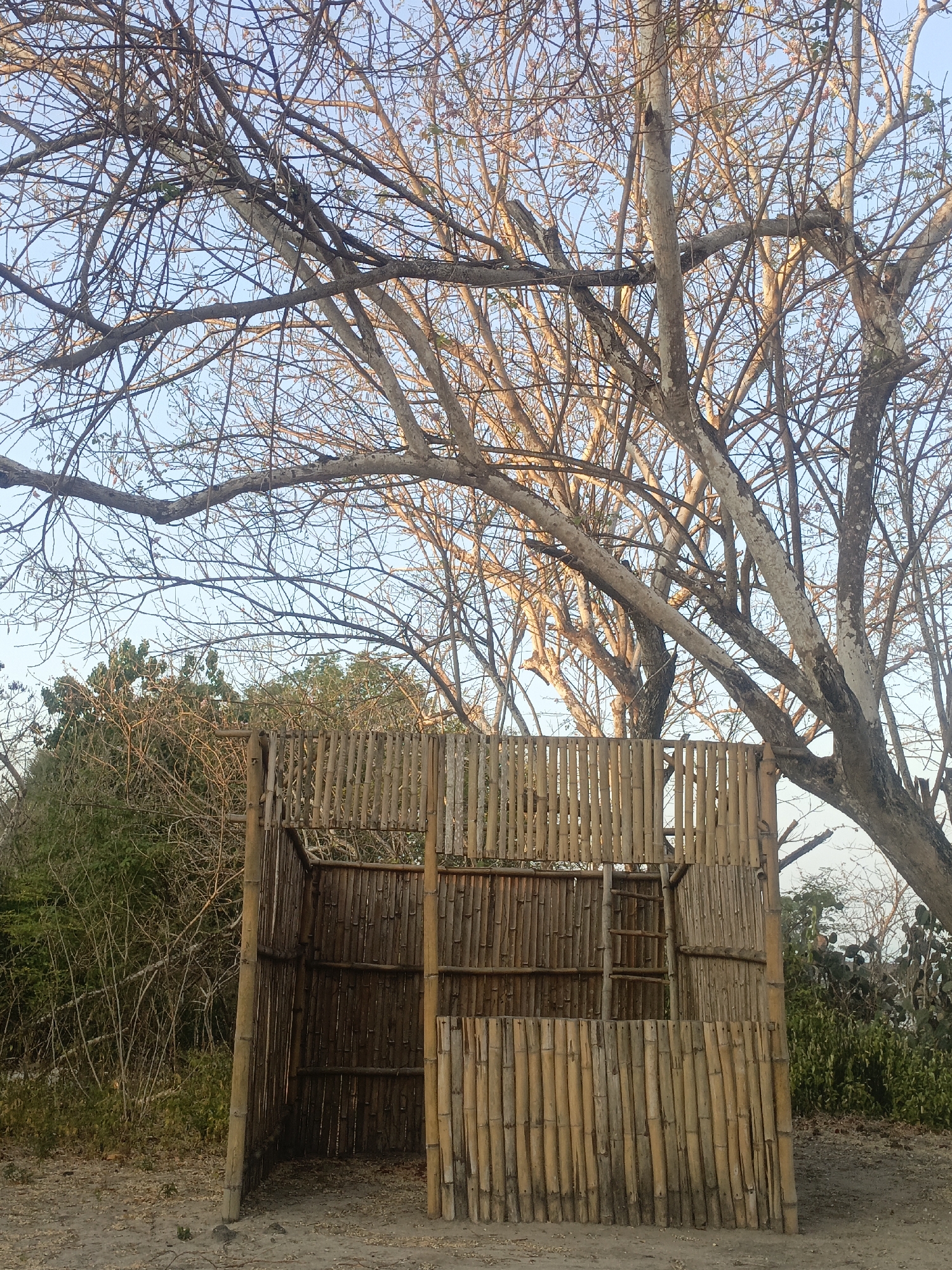 The image shows a simple, open-sided structure constructed from bamboo poles. The structure appears to be unfinished or in a state of disrepair, with gaps and uneven construction. It is situated outdoors, with a large, bare-branched tree dominating the background and a clear blue sky overhead. Lush green foliage is visible behind the bamboo structure, suggesting a natural or rural environment. The ground beneath the structure is sandy or dusty, with some dry leaves scattered around. The scene evokes a sense of a tropical or semi-tropical location, possibly in a remote area given the natural surroundings. The lighting suggests it is daytime, with sunlight casting shadows and highlighting the textures of the bamboo and tree bark.