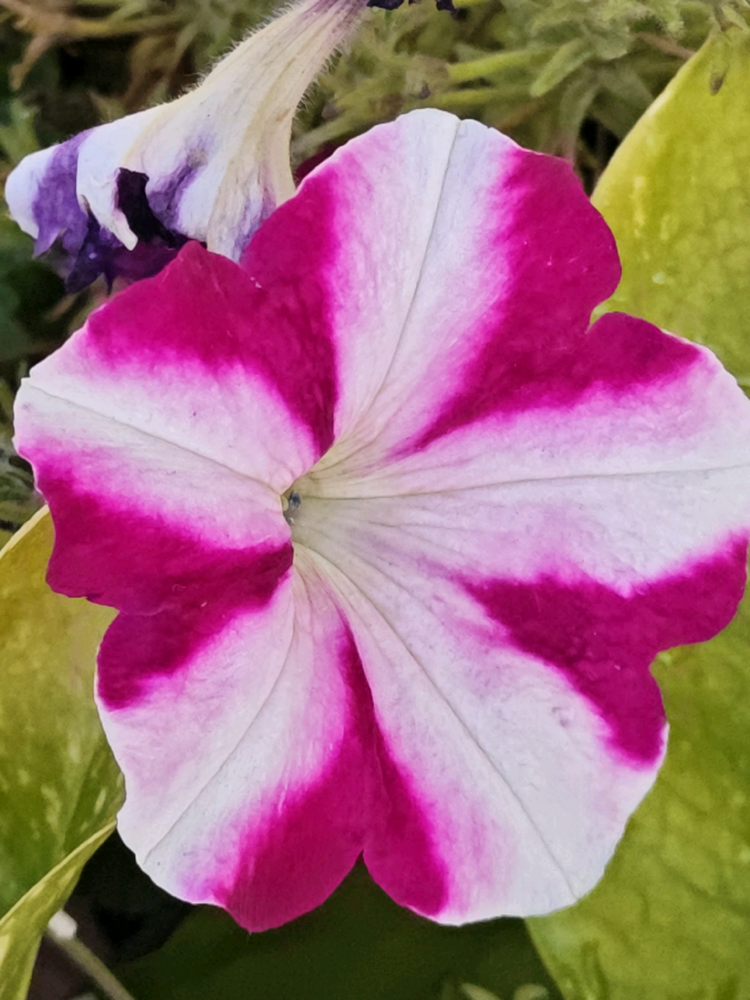 A close-up, top-down shot of a pink and white petunia bloom is presented. The flower has a vibrant magenta pink and white striped pattern radiating from its center. The petals are broad and slightly ruffled, with delicate veins visible. In the upper left corner, a portion of another flower, appearing to be a purple and white petunia, is out of focus. The background consists of blurred green foliage and some yellow-green leaves, suggesting an outdoor garden setting. The lighting highlights the texture and color saturation of the main subject.