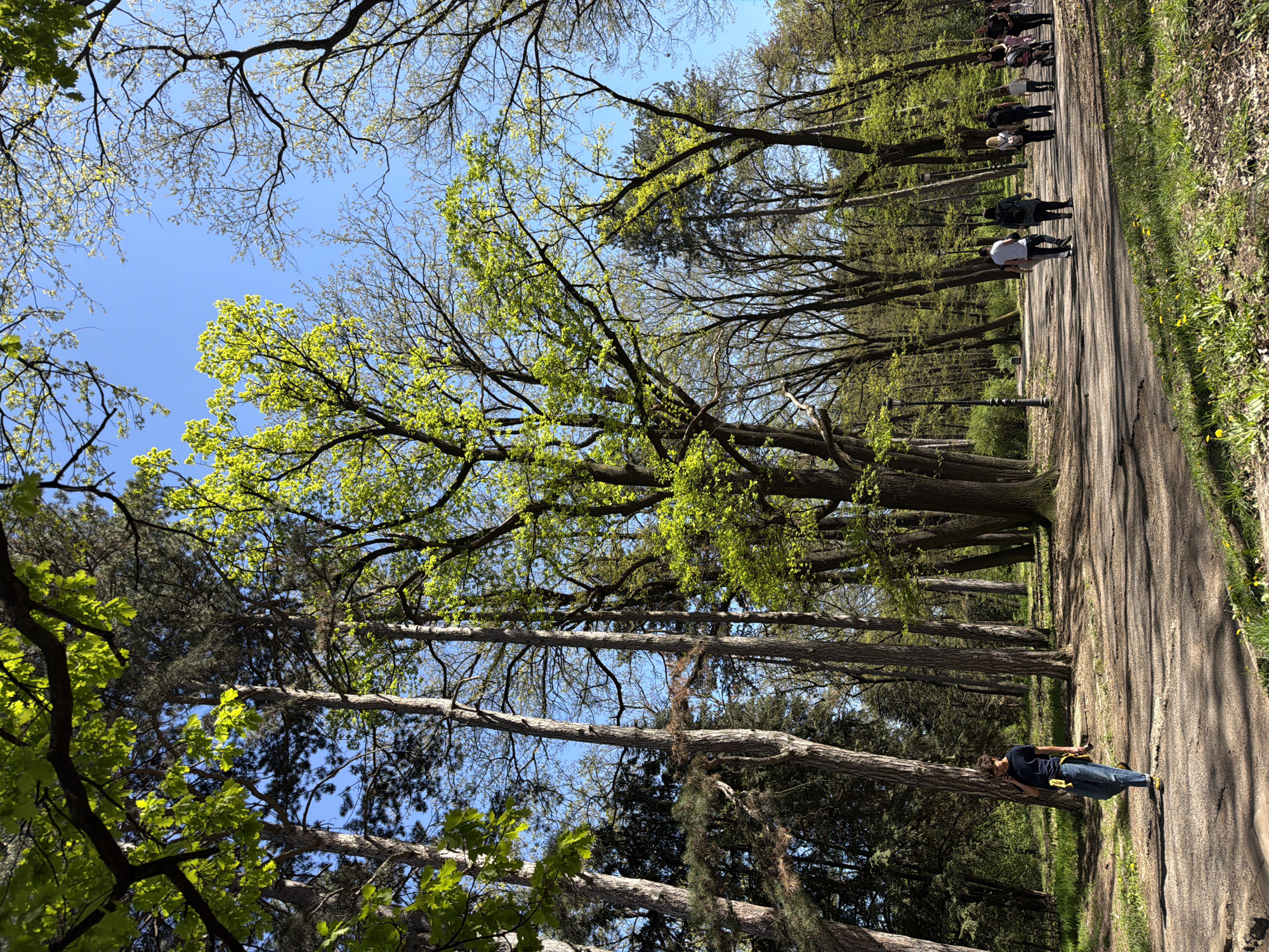 The image depicts a path in a park in Sofia, Bulgaria. The path is lined with tall trees with new green leaves emerging. People are walking along the path. The sky is blue and visible through the branches. A person is lying down near the edge of the path, looking at a phone. A light post and bush are next to the path.