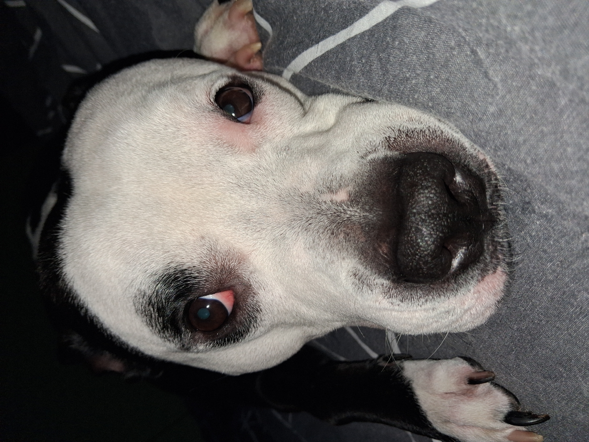 A close-up, medium-lit image shows a black and white dog lying on a gray and white striped surface. The dog's face dominates the frame, with its large black nose prominent in the lower right. Its brown eyes are visible, gazing upward. Parts of its black and white paws are at the bottom. The setting is likely indoors on a piece of furniture. There's no indication of the city of Varna, Bulgaria or any human presence in the image.