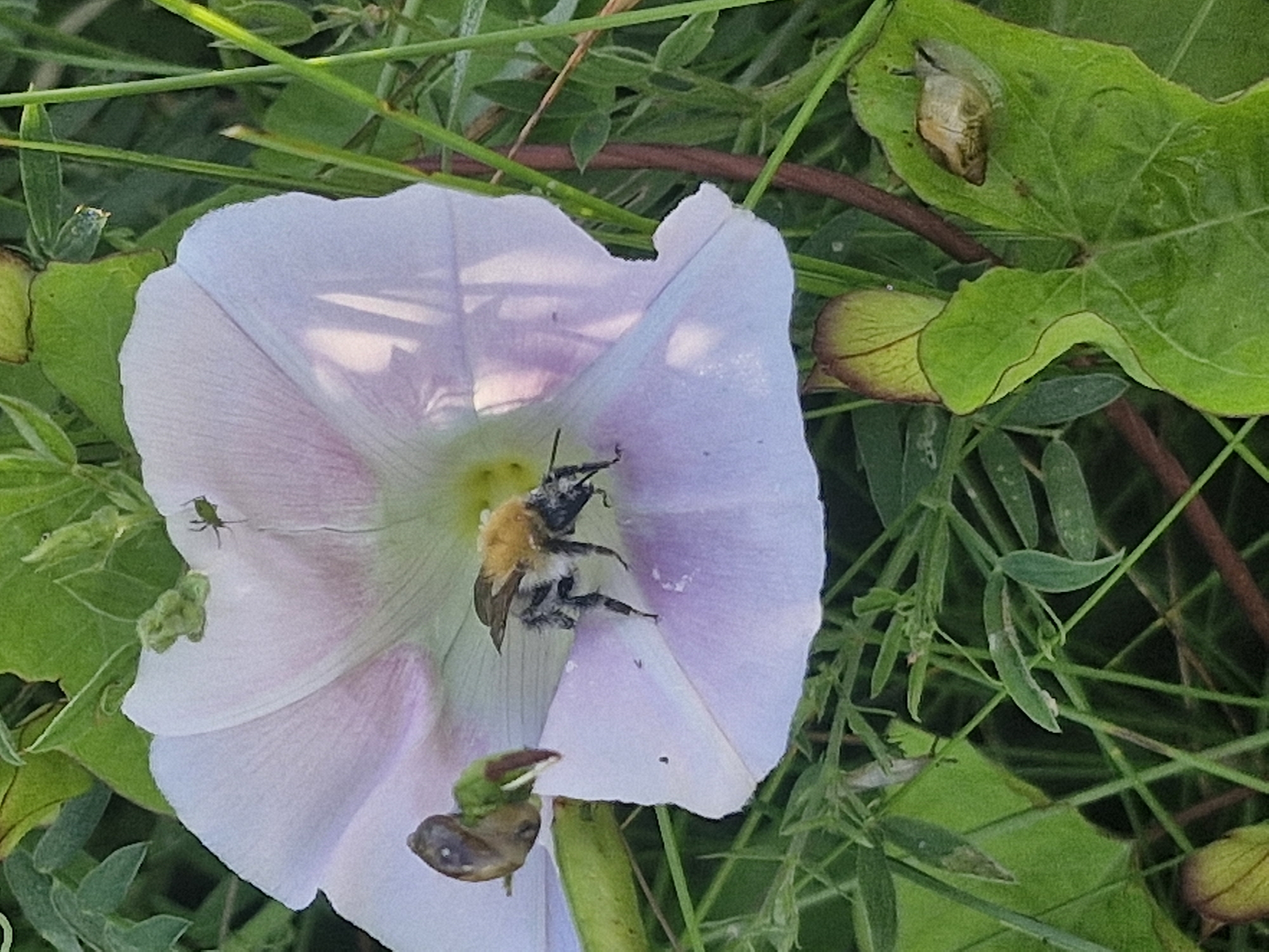 In Kursīši, Latvia, a close-up shot captures a bumblebee positioned inside a pale pink and white flower. The bumblebee, with its fuzzy yellow and black body, appears to be foraging for nectar. Its legs are dusted with pollen, indicating recent activity. To the left of the bumblebee, a small snail is perched on a green stem, its shell visible. The flower has delicate petals with a translucent quality, and its center is a pale yellow. The surrounding environment consists of green foliage, blades of grass, and a few unfurled leaves. On one of the green leaves to the right of the flower, another snail is visible. The lighting suggests it is daytime, with sunlight filtering through the leaves and casting subtle shadows on the flower.