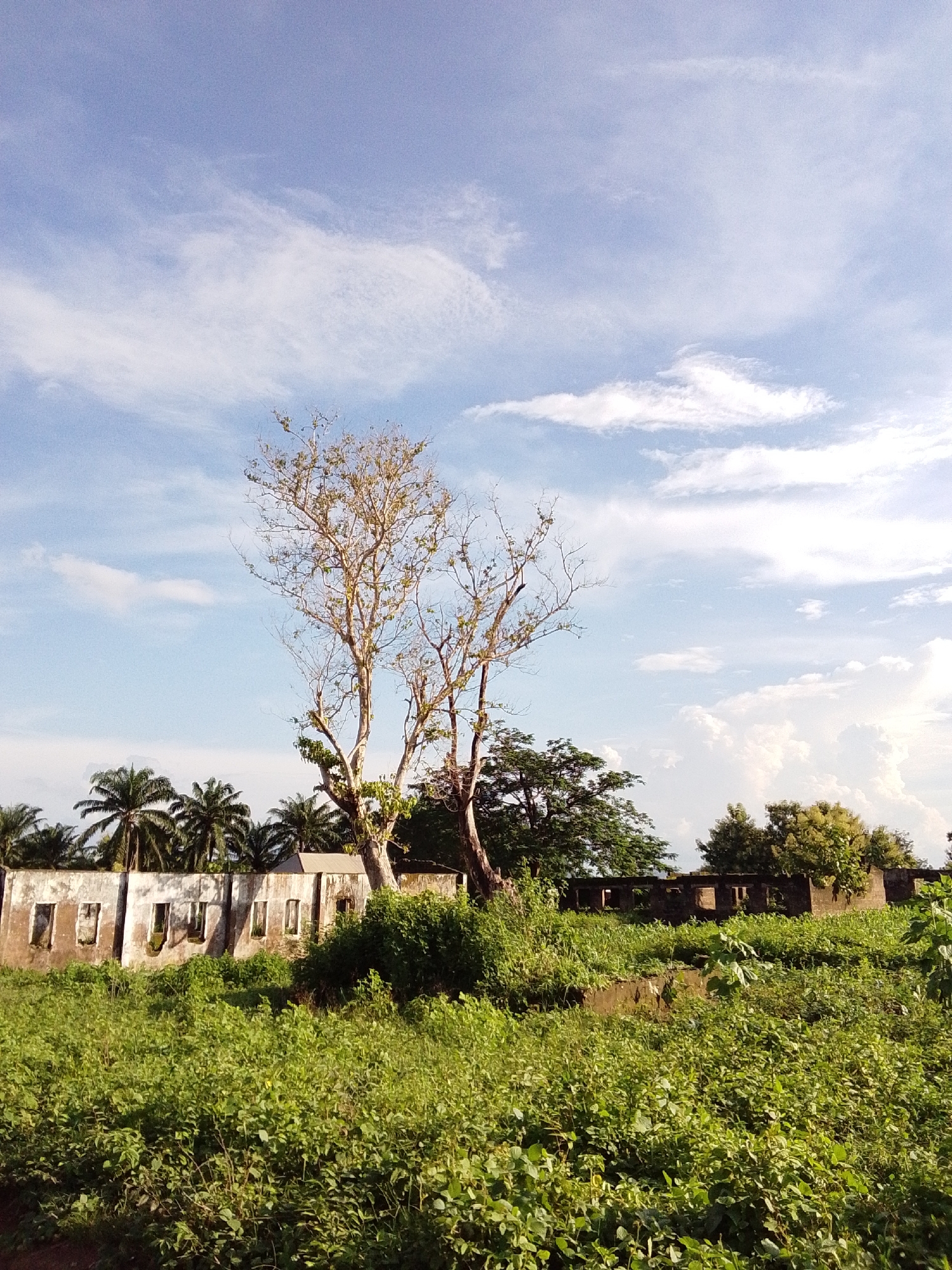 The image depicts a cluster of derelict buildings overgrown with vegetation, suggesting a state of abandonment. The structures appear to be made of concrete or brick, with some walls showing significant decay and missing sections. Windows are open or broken, and the roofs are either absent or in disrepair. In the foreground, lush green foliage, including tall grass and various shrubs, covers the ground and encroaches upon the buildings. Several palm trees are visible in the background, along with other deciduous trees. The sky is blue with scattered white clouds, indicating fair weather. The overall scene evokes a sense of ruin and the reclamation of man-made structures by nature. This scene is located in the city of Serti, Nigeria.