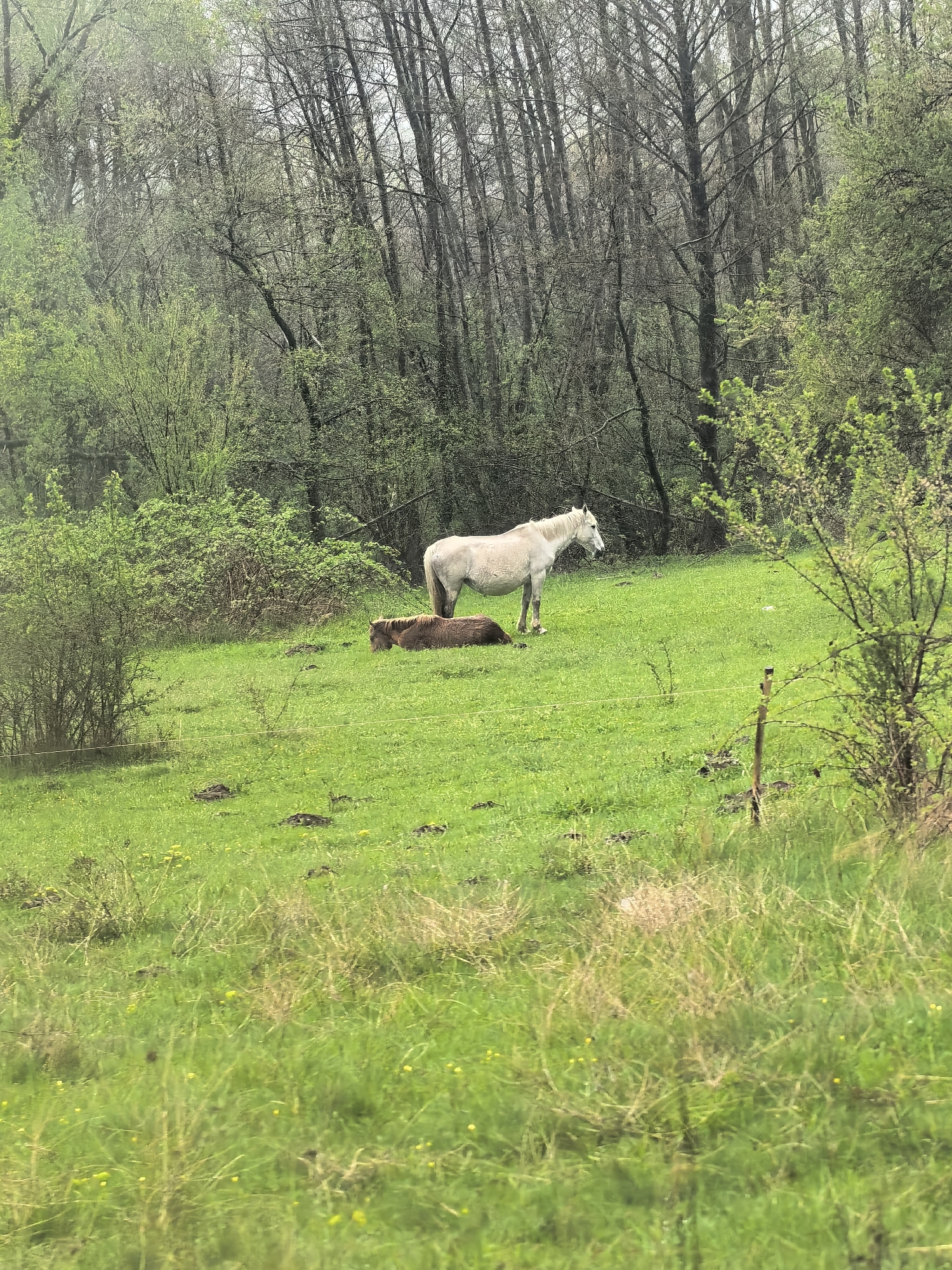 This media file captures a serene, natural scene featuring two horses in a lush green pasture. In the mid-ground, a white horse stands facing right, looking into the distance, while a brown or bay horse lies down nearby, resting on the grass.
The horses are situated on a gently sloping hillside covered in vibrant green grass, interspersed with patches of light brown dried grass and small yellow wildflowers. Some darker, disturbed areas of earth are visible in the pasture. In the foreground on the right, a wooden fence post with a wire strung across it indicates a boundary or enclosure. Various green bushes and shrubs with new foliage are scattered throughout the mid-ground and foreground, adding to the verdant landscape.
The background is dominated by a dense forest, with numerous tall trees. Many of these trees appear to be deciduous, some still bare with intricate branches, while others show early signs of spring with light green leaves beginning to emerge. The lighting suggests an overcast daytime, contributing to a soft, diffused light over the entire scene. There is no visible text. The overall atmosphere is tranquil and rural.