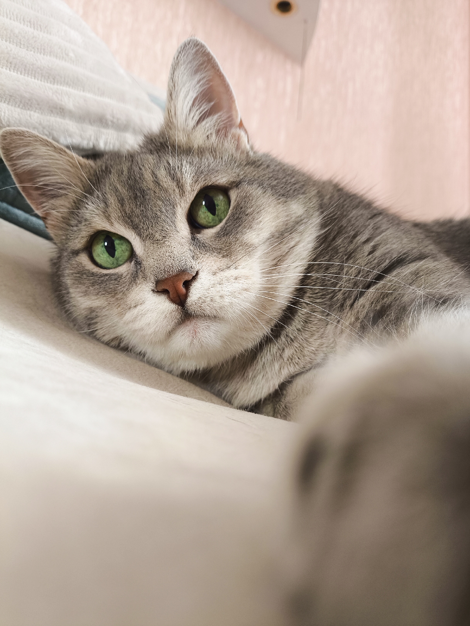 An extreme close-up shot shows a gray tabby cat's face with vibrant green eyes. The cat is lying on a light-colored, textured surface, possibly a blanket or pillow, with its body extending out of frame. The background consists of a soft, pink-toned surface, likely a wall or fabric. The lighting is soft, highlighting the cat's fur and the texture of its surroundings. The image is tightly cropped, focusing solely on the cat's head and a portion of its chest and paw. The scene appears to be indoors, in an undetermined indoor environment, possibly a home.