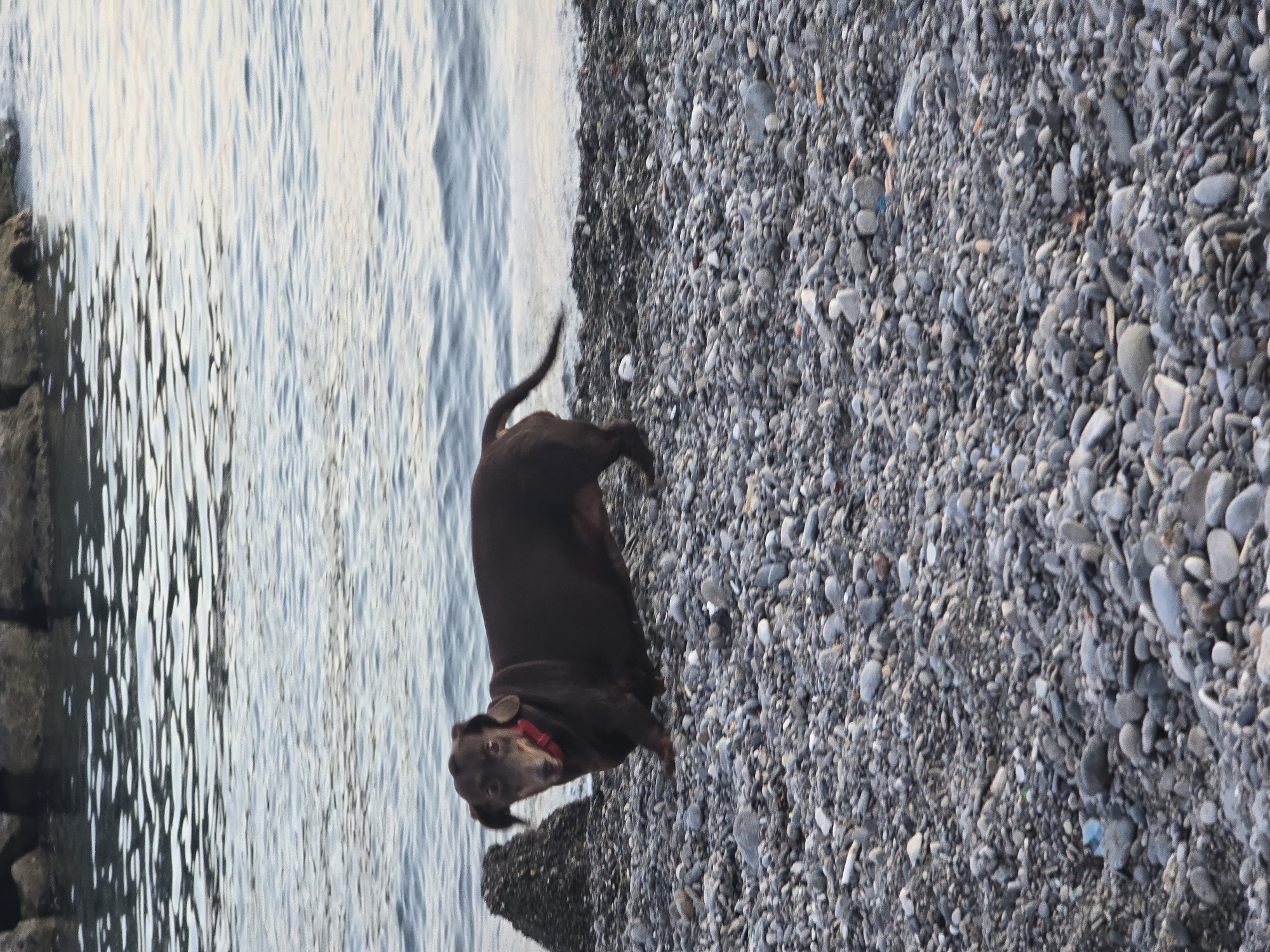 A dark brown dachshund wearing a red collar is standing on a pebble beach next to the sea. The dog is facing the camera with its head slightly turned to the left. In the background, the sea is calm with gentle ripples. Further back, large rocks are visible partially submerged in the water. The pebble beach is covered in various sizes of grey and white stones. A dark, rough-surfaced rock or piece of debris is positioned to the left of the dog. The lighting suggests it is either early morning or late evening. The location is a beach in Salerno, Italy.