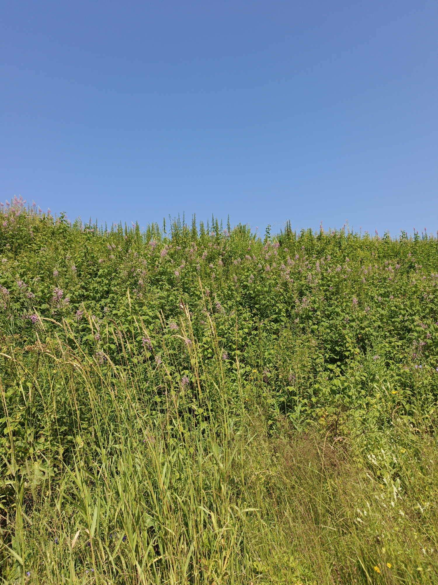 The image depicts a natural landscape with a clear blue sky dominating the upper portion. Below the sky, a dense field of green vegetation stretches across the frame, interspersed with small clusters of pale pink flowers. In the foreground, tall, dry grasses and other plants create a textured layer. The scene appears to be an outdoor natural environment, possibly a meadow or hillside, with no visible human presence or structures. The image is devoid of any contextual information that would place it specifically in Urtiushka, Russia.