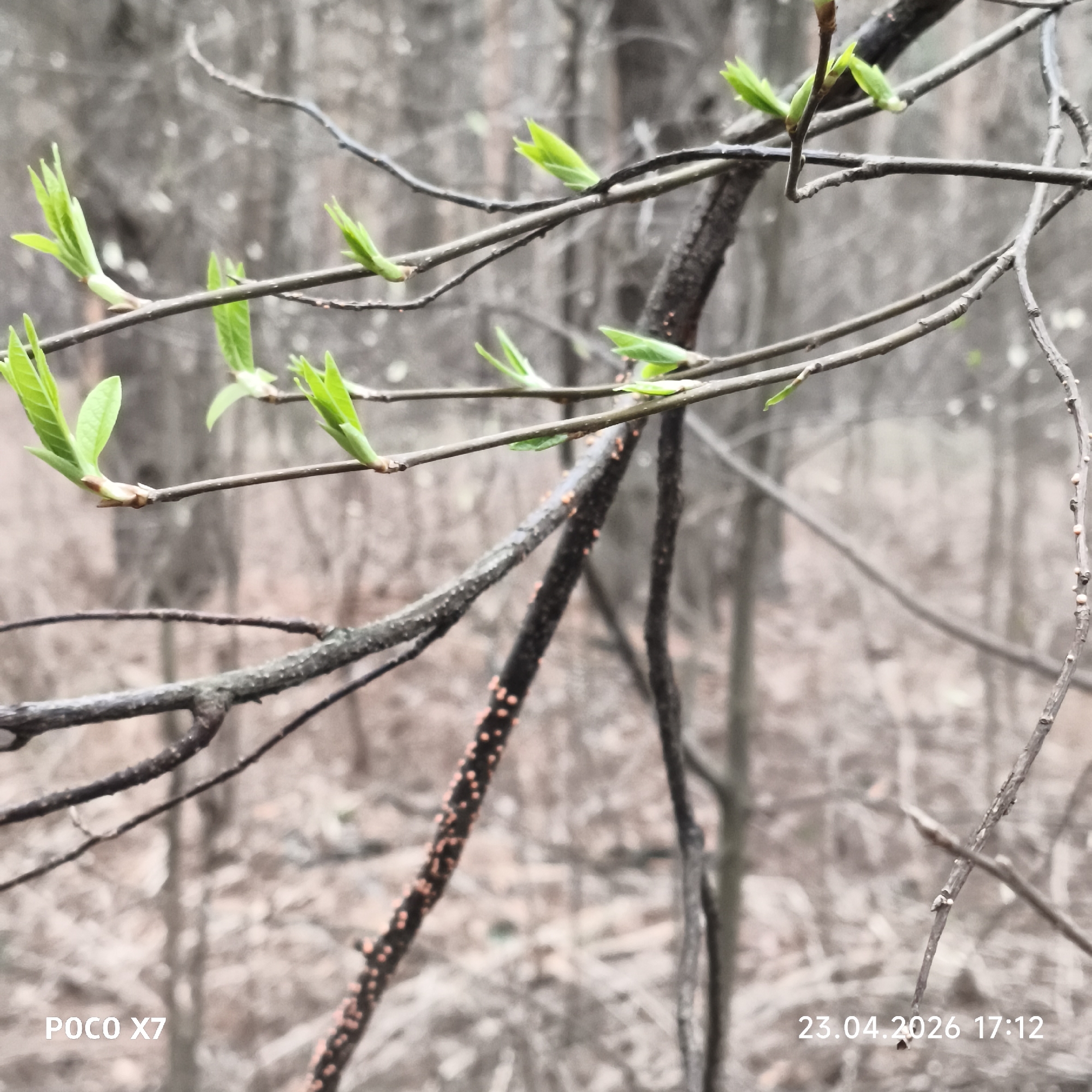 The image captures a close-up view of tree branches displaying fresh, vibrant green leaf buds, signaling the arrival of spring. The branches, predominantly dark brown and bare of mature foliage, crisscross the frame. Several of the branches are adorned with small, round, reddish-orange dots, possibly indicative of lichen or fungi growth.
The background is a softly blurred forest or woodland, consistent with the location context of Chaikovsky, Russia, creating a sense of depth and focusing attention on the new growth in the foreground. No people are visible. The primary activity depicted is the natural process of plants budding and growing leaves in springtime.
Notable details include the crisp, bright green color of the nascent leaves against the darker branches and muted background. The lighting appears soft and diffused, suggesting an overcast day or the soft light of late afternoon.
Visible text in the bottom left corner reads "POCO X7," indicating the device used to capture the image. In the bottom right corner, the timestamp "23.04.2026 17:12" is visible, providing the date and time the photograph was taken. The image conveys a sense of renewal and the quiet beauty of nature during a seasonal transition.