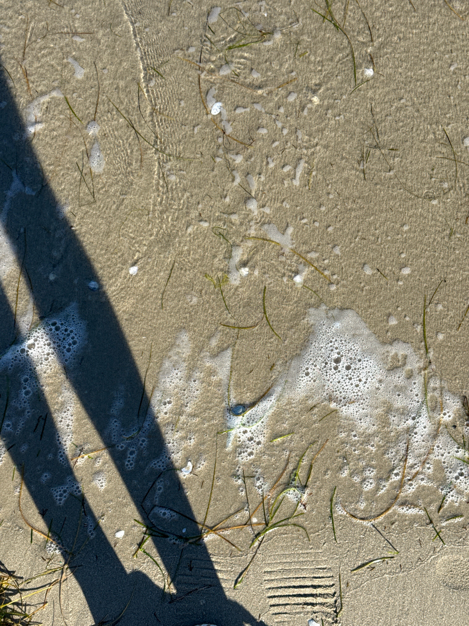 The image depicts a close-up, top-down view of wet sand on a beach in Kiten, Bulgaria. The sand is fine-grained and tan in color, with several blades of green and brown seagrass scattered across its surface. A thin layer of clear water covers portions of the sand, creating ripples and reflecting light. Small white seashells are visible, as well as patches of sea foam with numerous small bubbles. A prominent dark shadow, cast by an unseen object, diagonally bisects the left side of the frame, suggesting the presence of a person or structure off-camera. The overall scene is natural and tranquil, indicative of a beach environment.