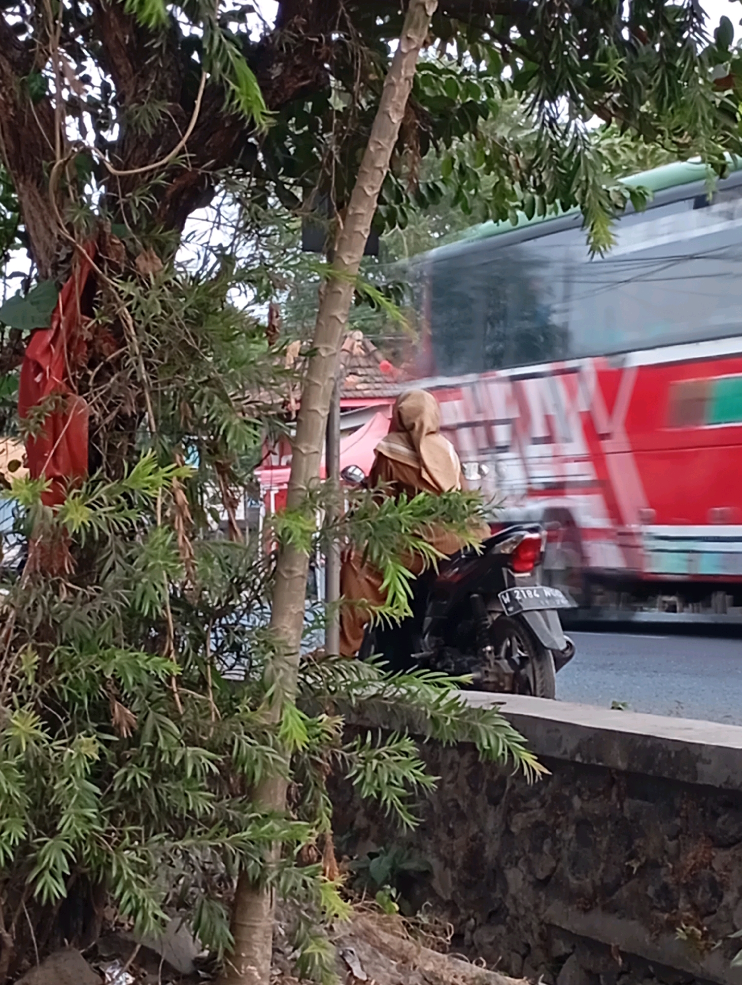 In Ketegan, Indonesia, an individual wearing a tan hijab and matching clothing rides a black motorcycle. The motorcycle's license plate reads "W 2184 W." The rider is positioned on the left side of the frame, facing away from the viewer, moving towards the right. Behind the motorcycle, a large red bus with white lettering is in motion, suggesting it is traveling on a road. The foreground is dominated by dense green foliage and a rough stone wall. A portion of a tree trunk is visible to the left, with a red cloth draped over it. The background shows a glimpse of buildings and trees, indicating an urban or semi-urban setting.